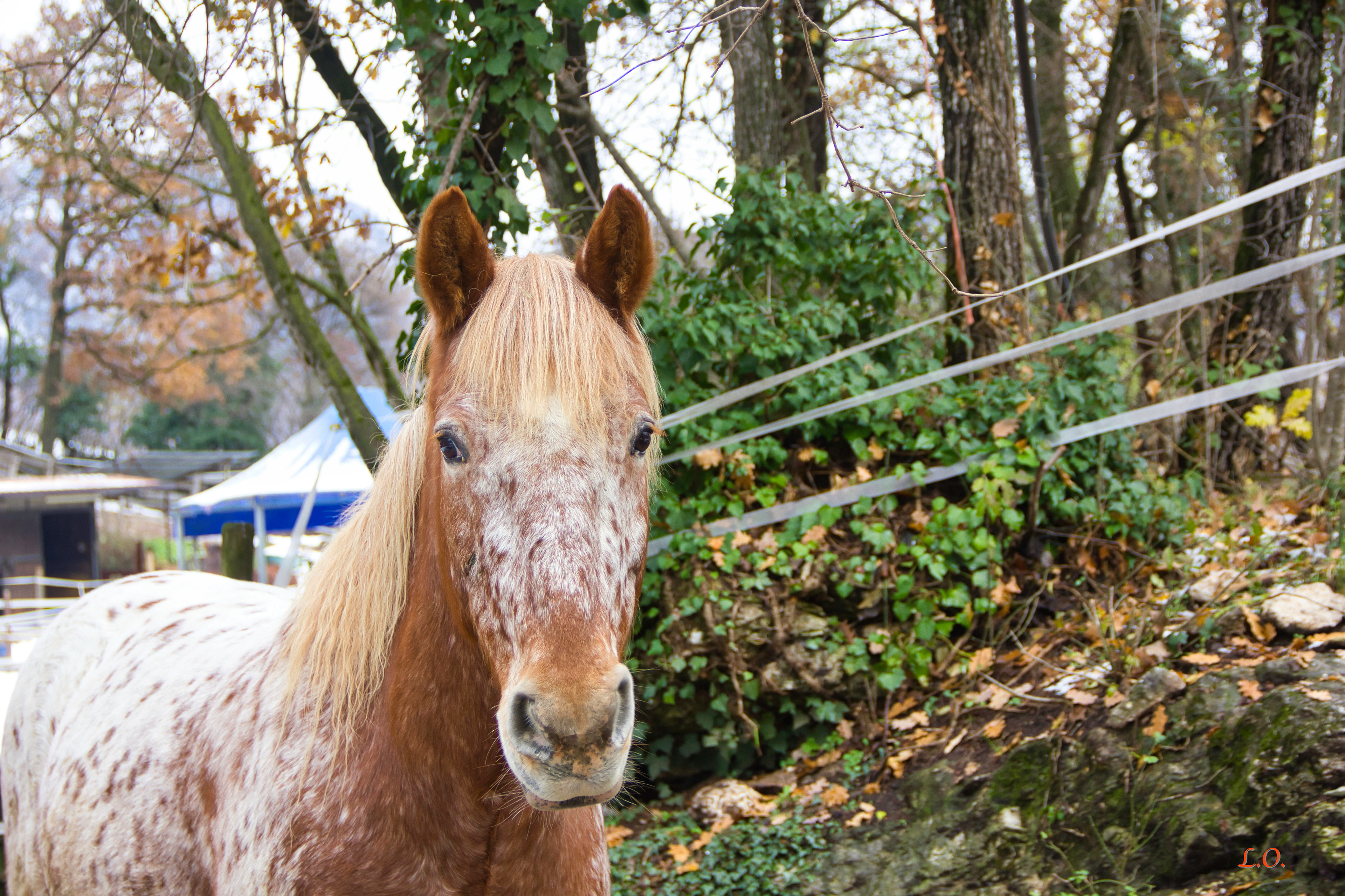 Bella Appaloosa per Haffinger - Beautiful Appaloosa for Haffinger