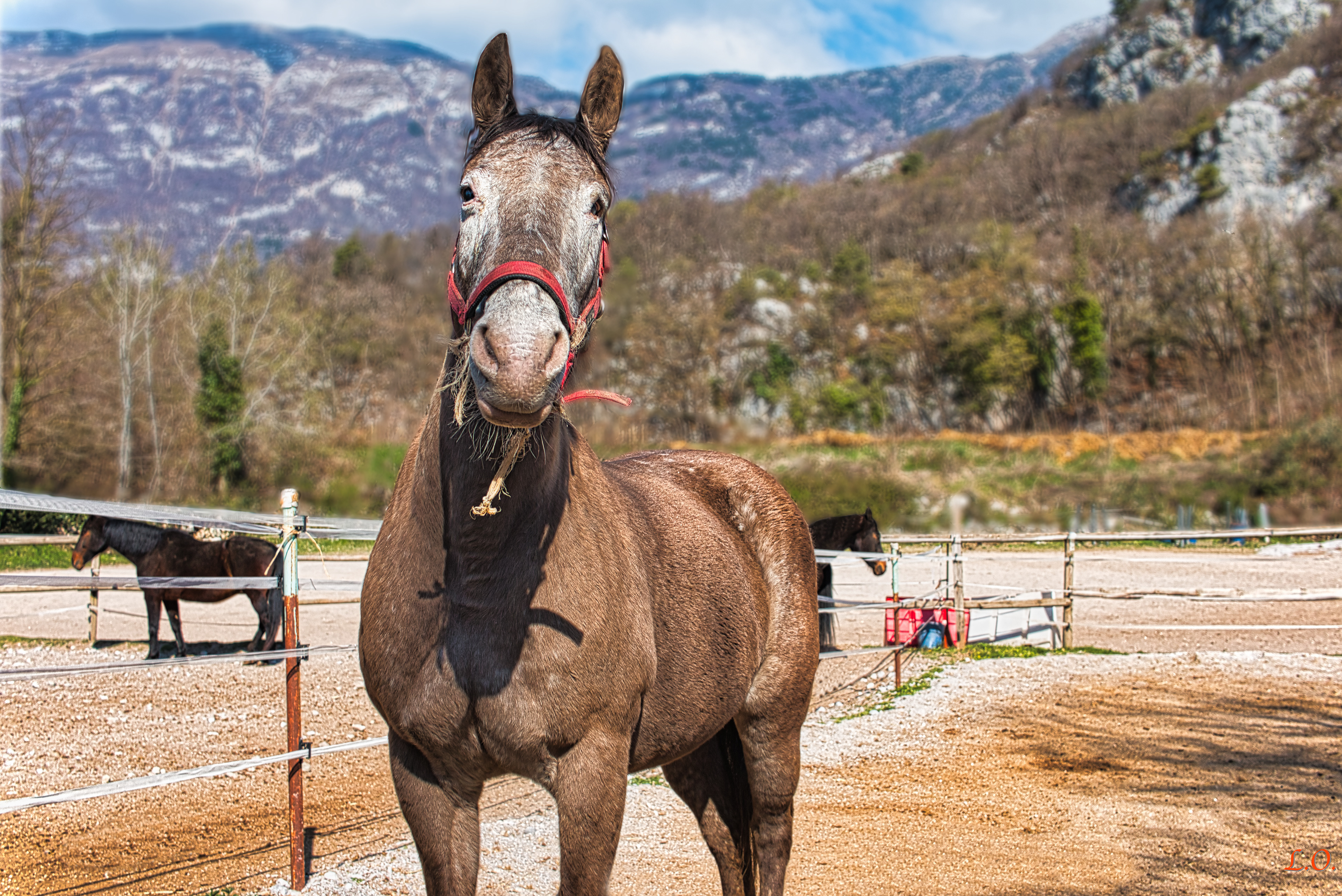 Twenty-year-old blind Appaloosa