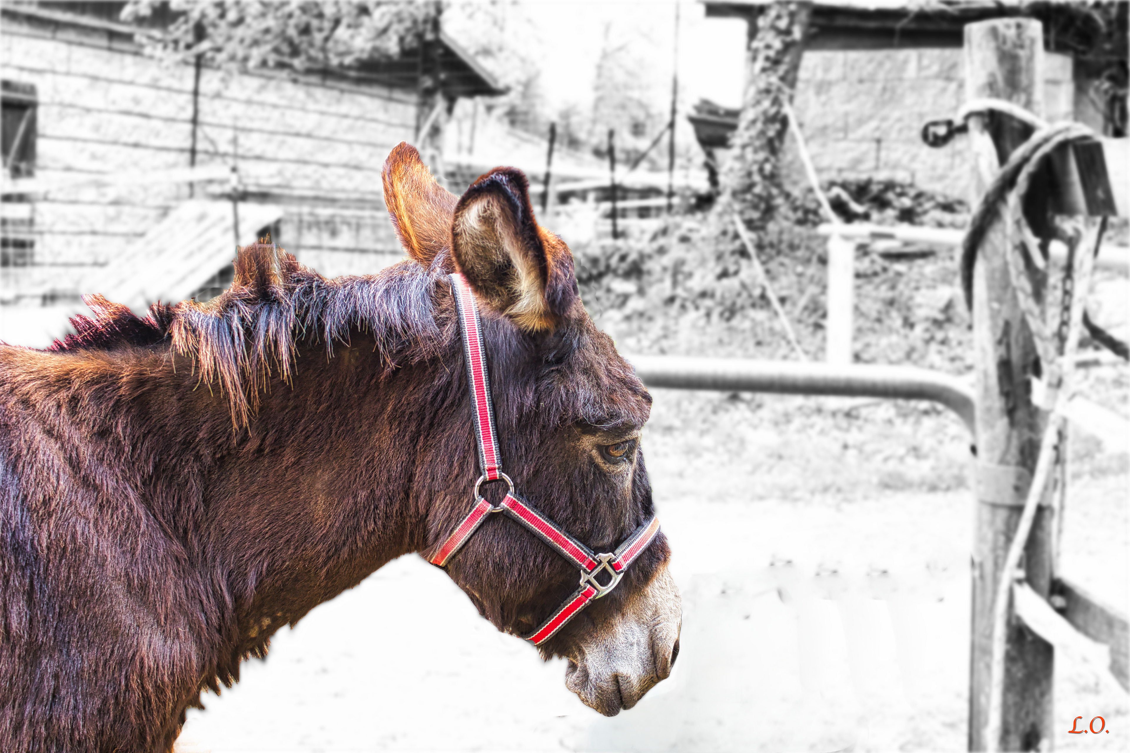 Pepina Donkey