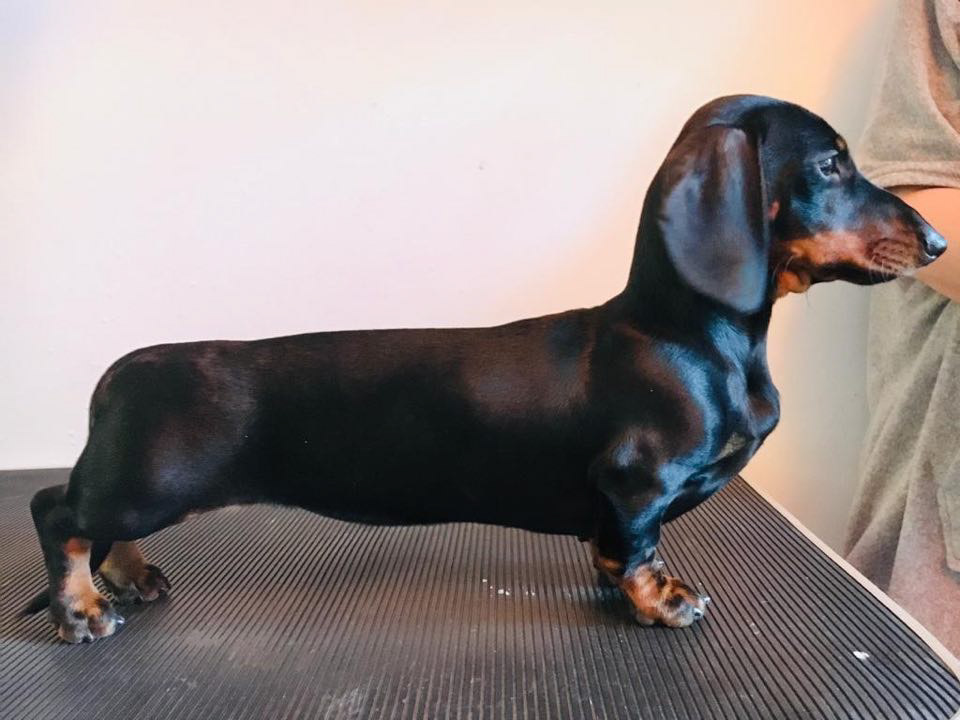 JEKCA DACHSHUND BASSOTTO SEDUTO