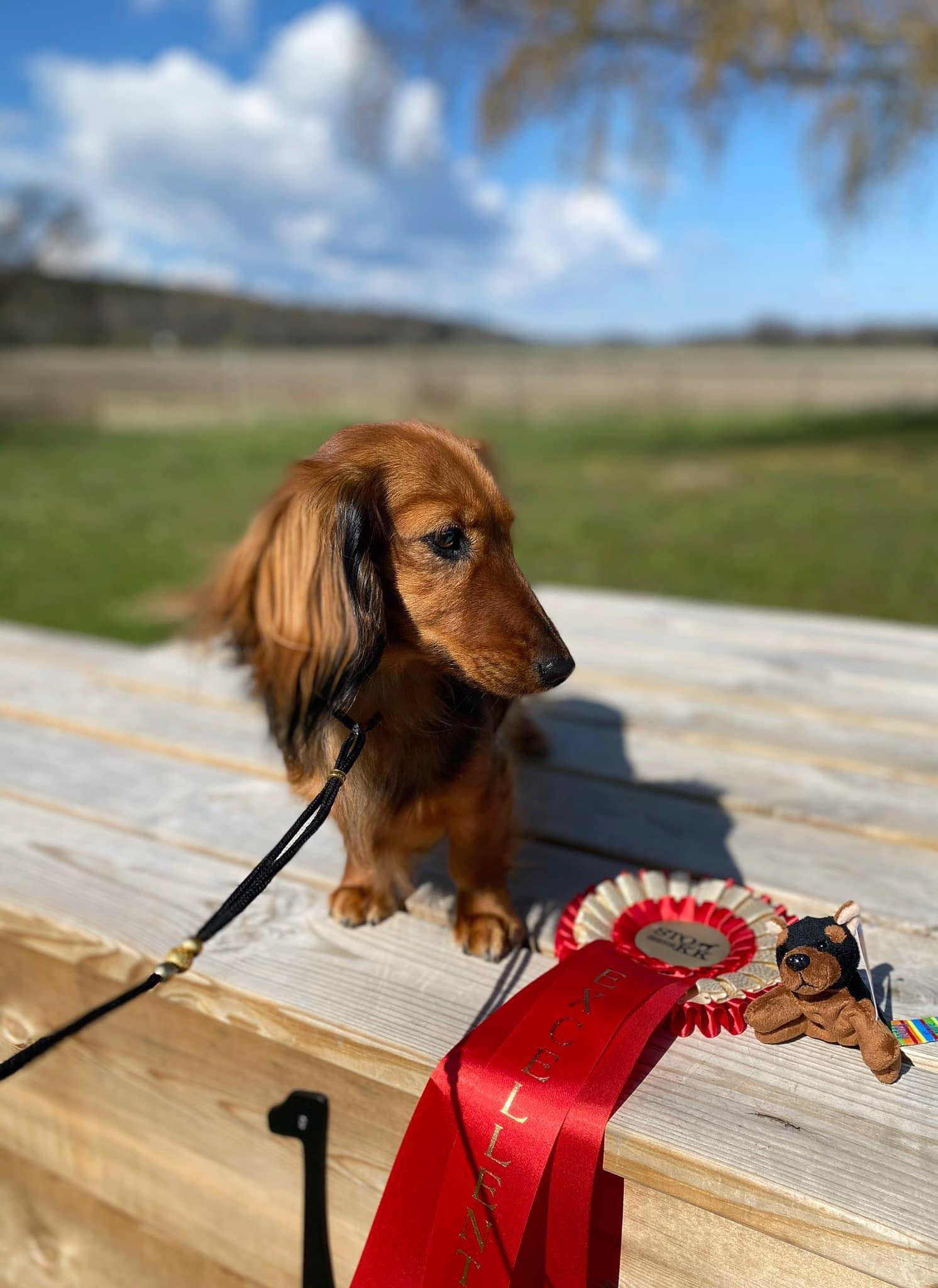 JEKCA DACHSHUND BASSOTTO SEDUTO