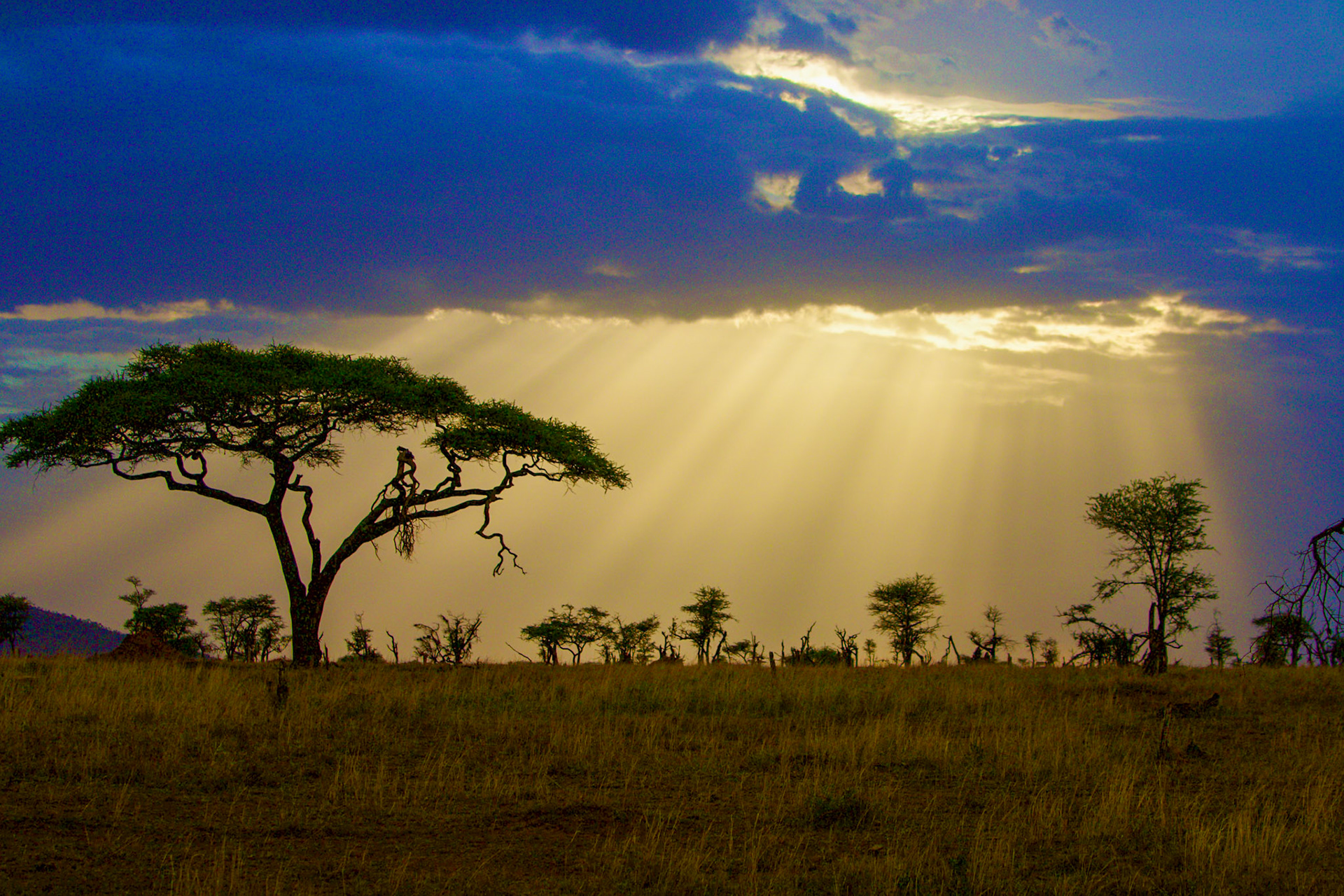 Africa
