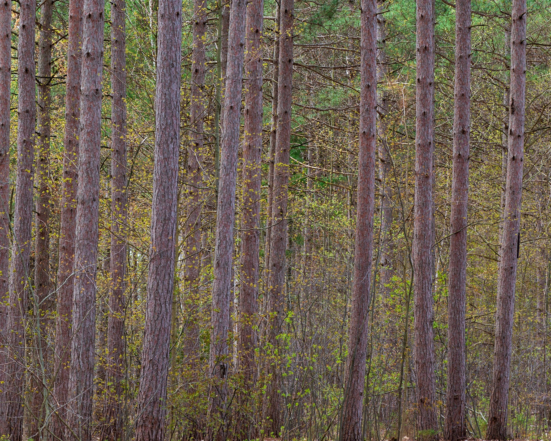 Gentle, pastel colours flowing amongst the verticals expressed by the trees. No real centre of interest, but I find this scene captures the serenity of the forest.