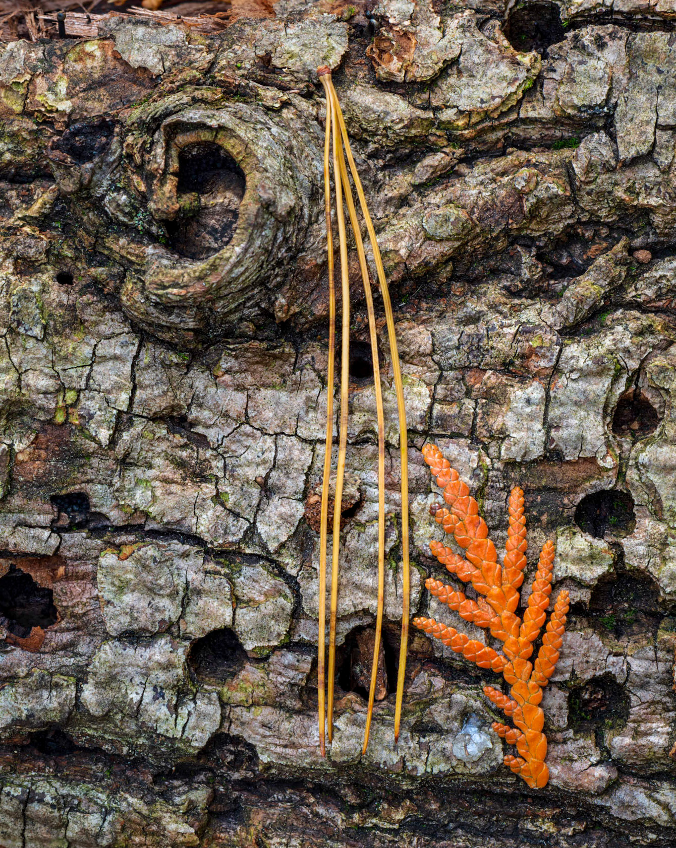 The needles divide the frame into two halves, and there are interesting subjects in each half. As a bonus, the orange leaf points towards the knot in the wood.