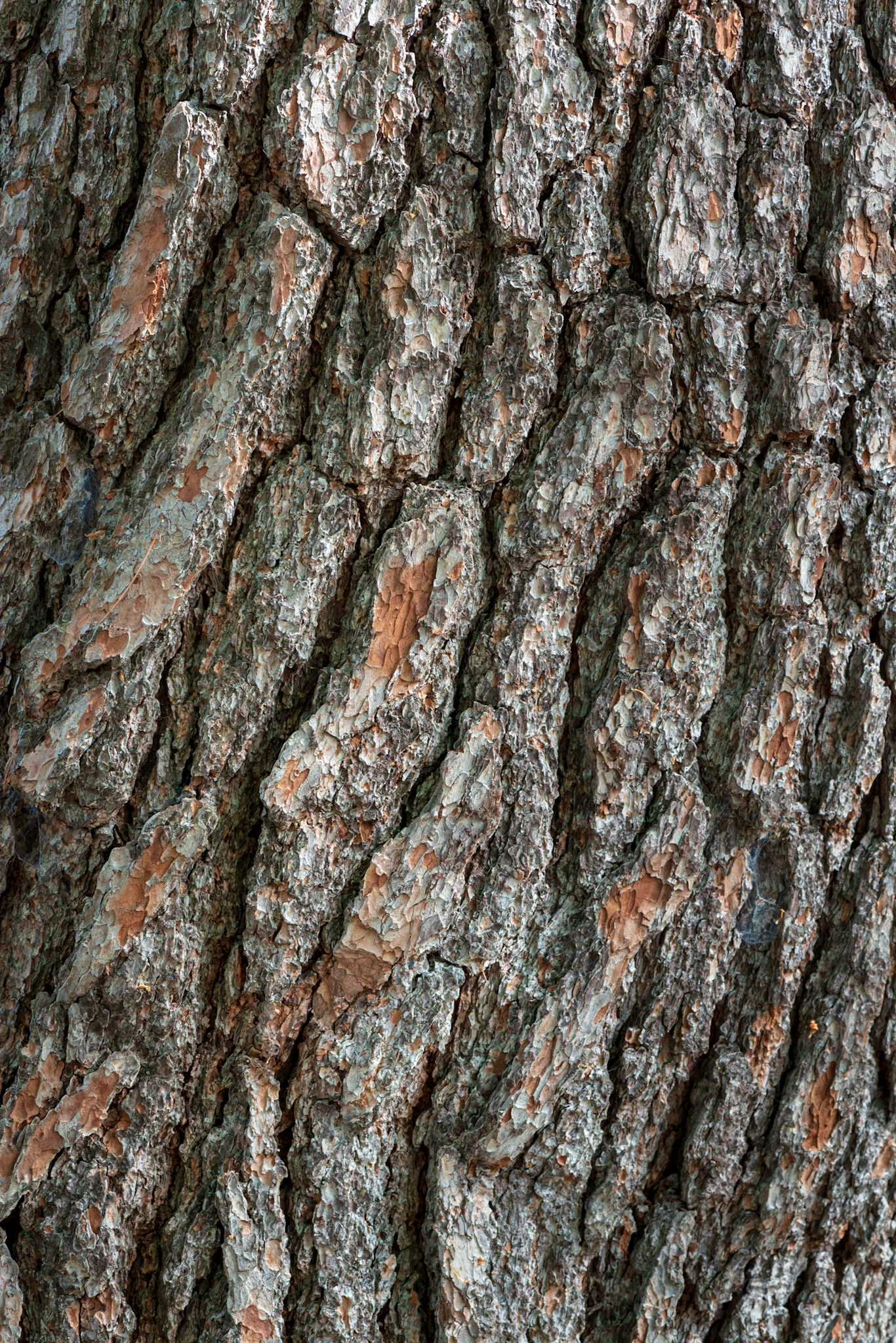 Trees are something of a passion of mine, and I often take detailed shots like this one. In this case, the strong texture, slightly diagonal lines, and colour contrasts appealed to me.