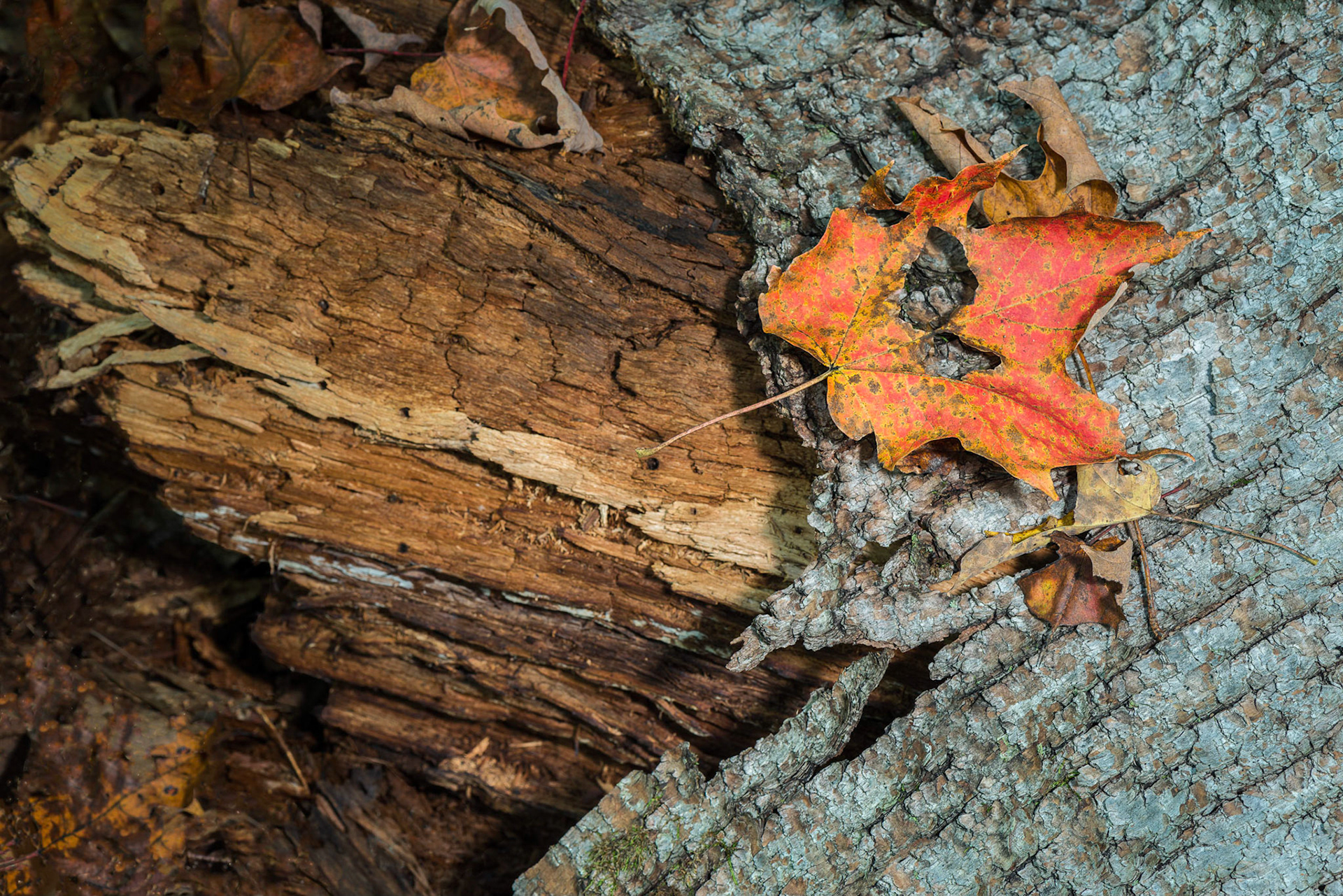 The shapes formed by the bark and the colour combination of the leaf and the bark were the subject of this shot.