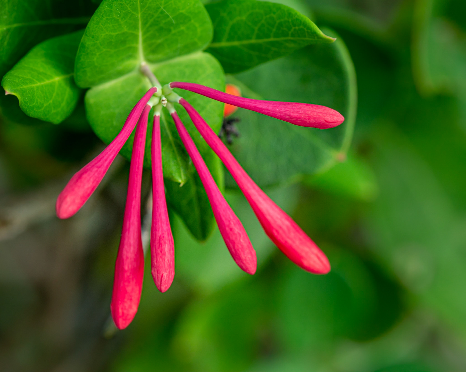 A tiny, but spectacular, flower growing on a pergola.