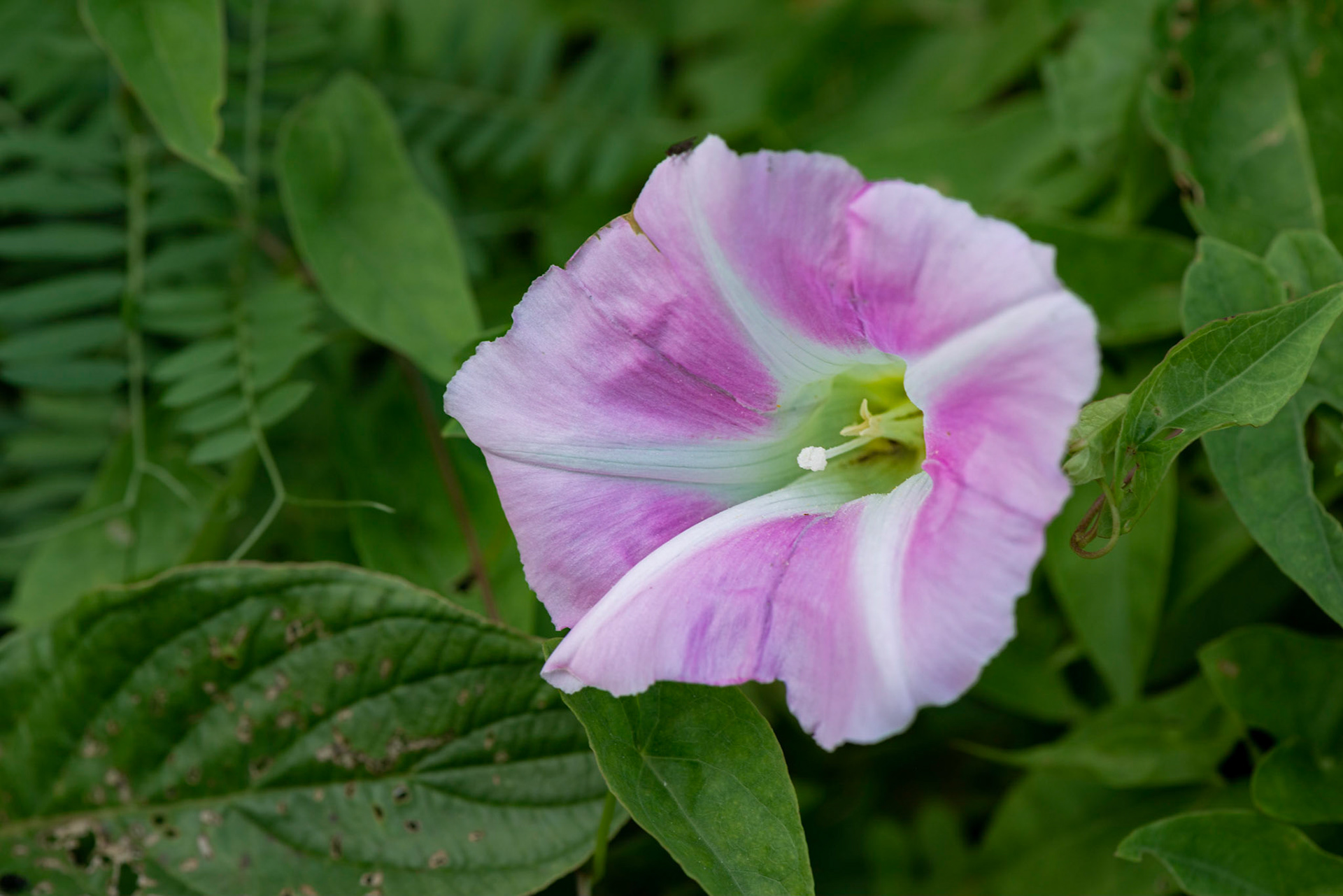 One of several Morning Glories that I found at Pinecrest Creek.