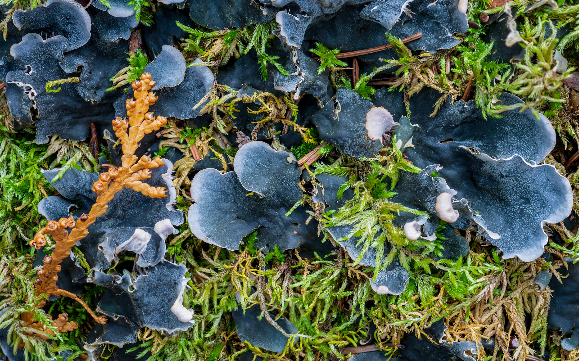 I found this group of blue mushrooms on the ground among a background of green with one orange element that I included for additional interest.
