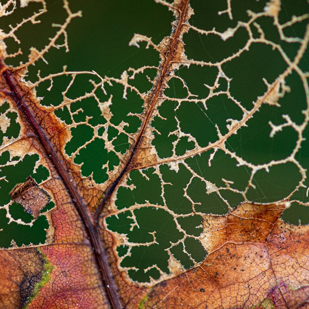 This shot is all about the structure and texture of the decaying leaf, and a red/green colour contrast. I think the fall off of focus towards the edges of the frame probably help rather than hurt this photograph.