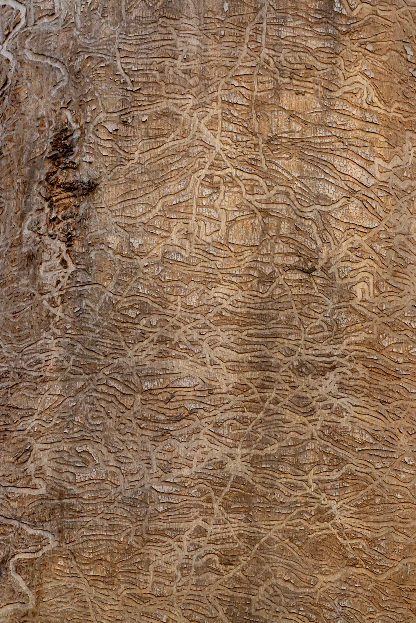 Having had insect damage pointed out to me earlier in the year, I now see it everywhere. This particularly large example makes an interesting pattern.