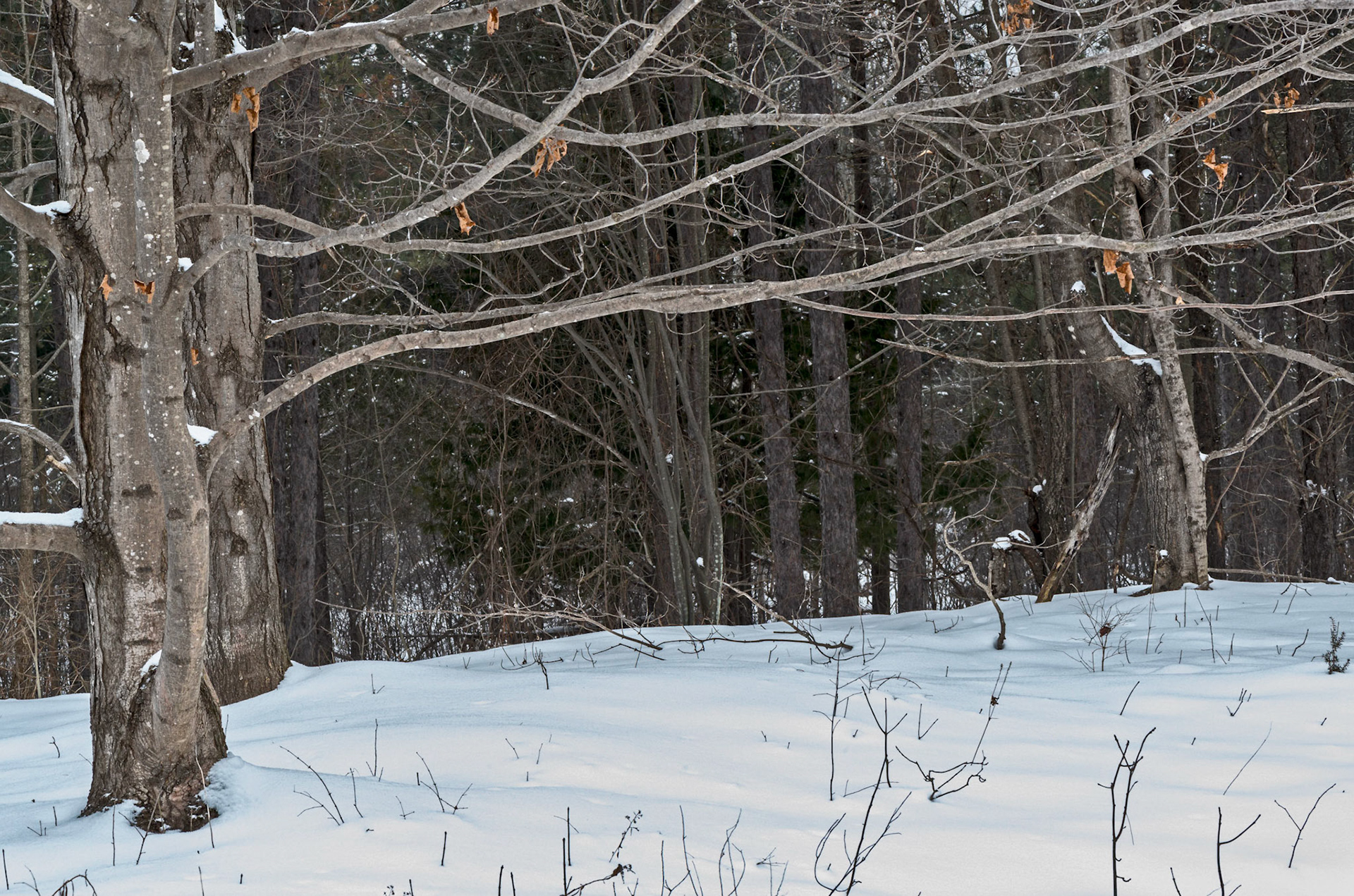 There is something about this scene that I find quite attractive. Perhaps its the alignment of the branches and the ground or the spots of colour provided by the dead leaves.