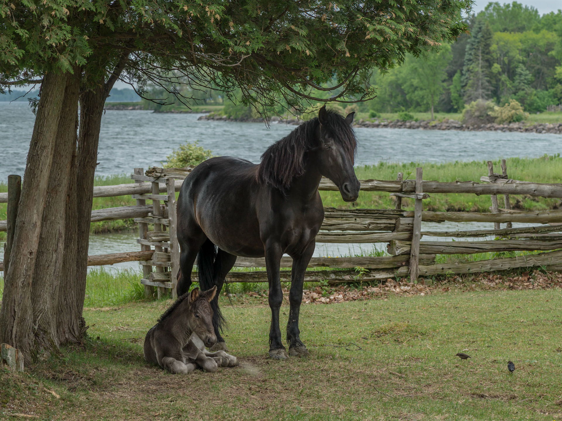 I couldn't resist this shot, taken at Upper Canada Village, especially since they were happy to stay still and pose.