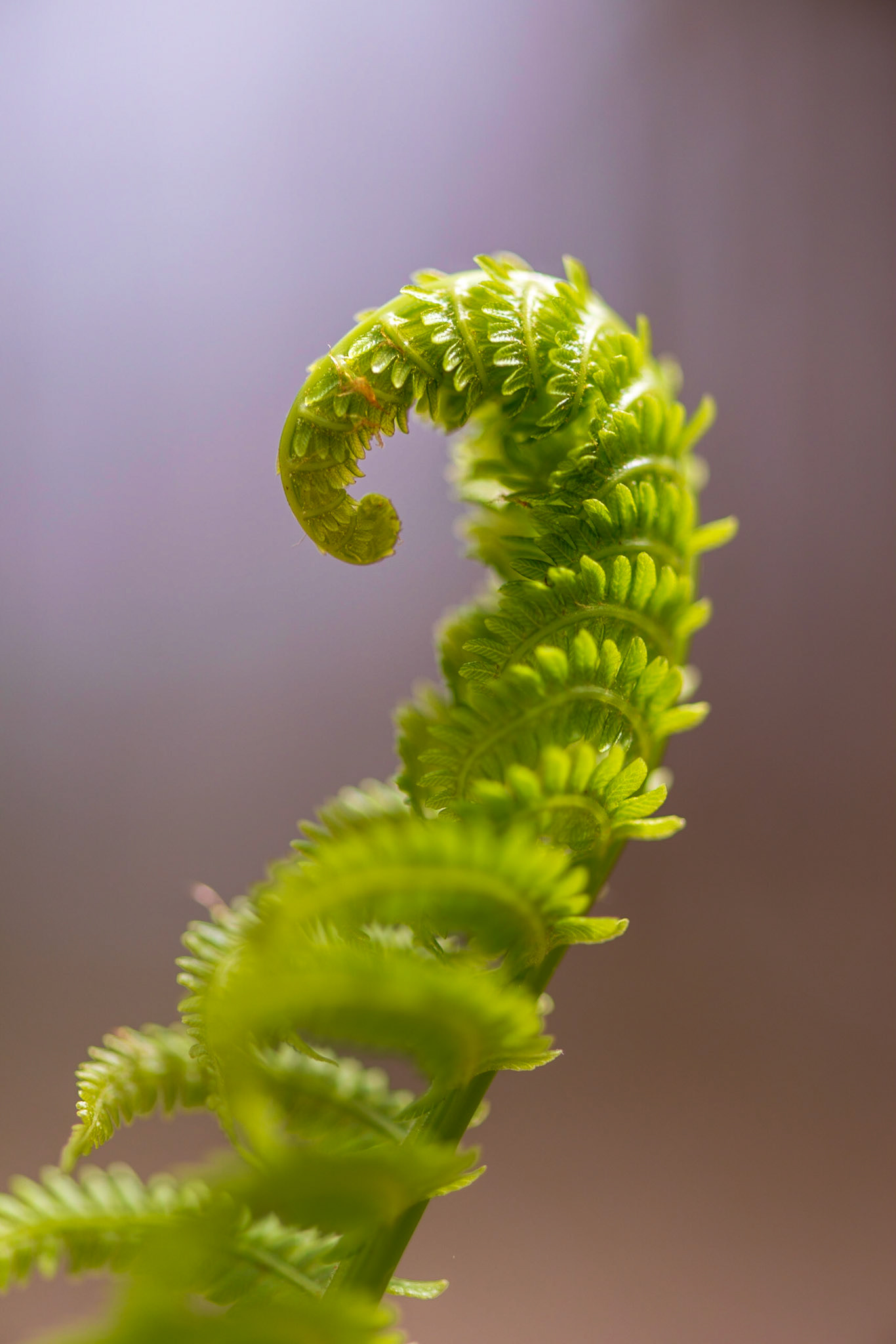This was shot handheld while lying on the ground. I like the way the light coming from the upper left sweeps across the tip of the spiral, and how the out-of-focus swirls in the foreground add to the sense of spin.