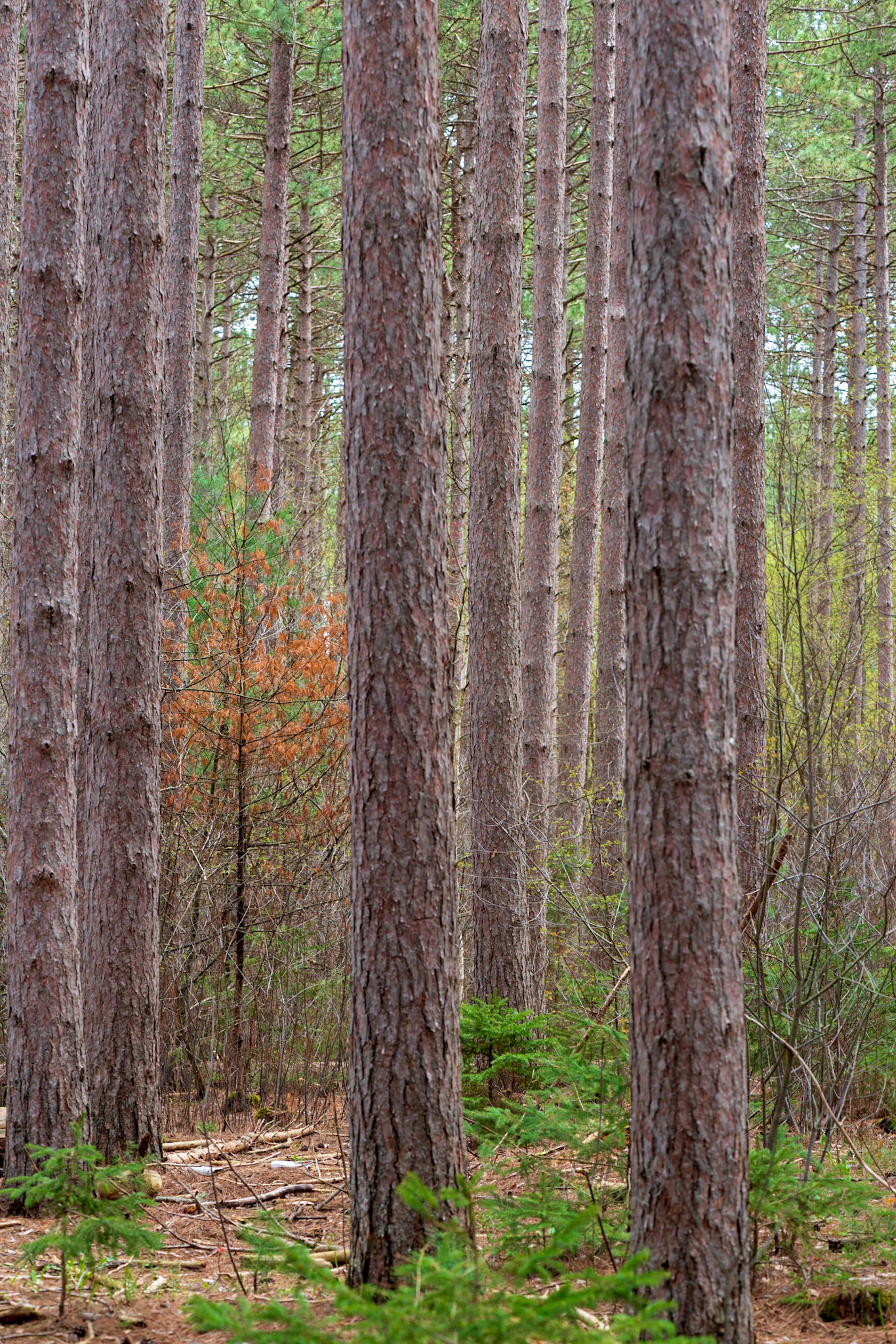 Soft, pastel, colours with a touch of red to provide a centre of interest. Arguably, it could also work with less green on the right, but I think this gentler composition suits the mood of the day.