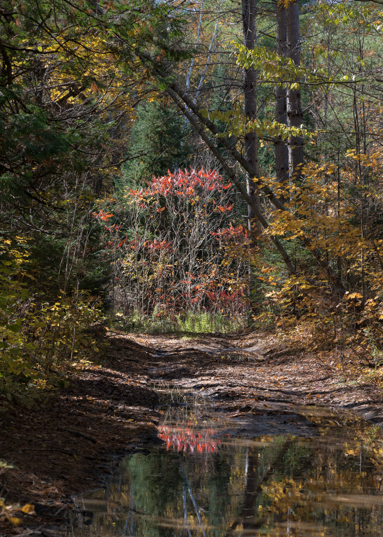 Red is such a powerful colour that it tends to stand out wherever it is found.  Here I've framed it against yellows and greens and included a spot of red in the reflection.