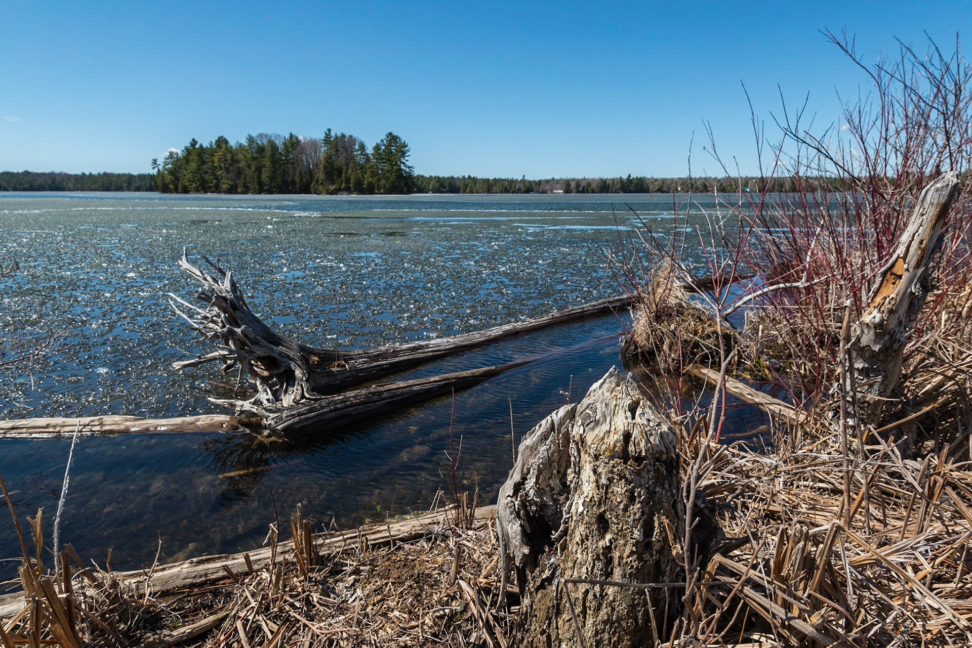 An early spring ice cover and weathered wood at the shoreline  of Silver Lake