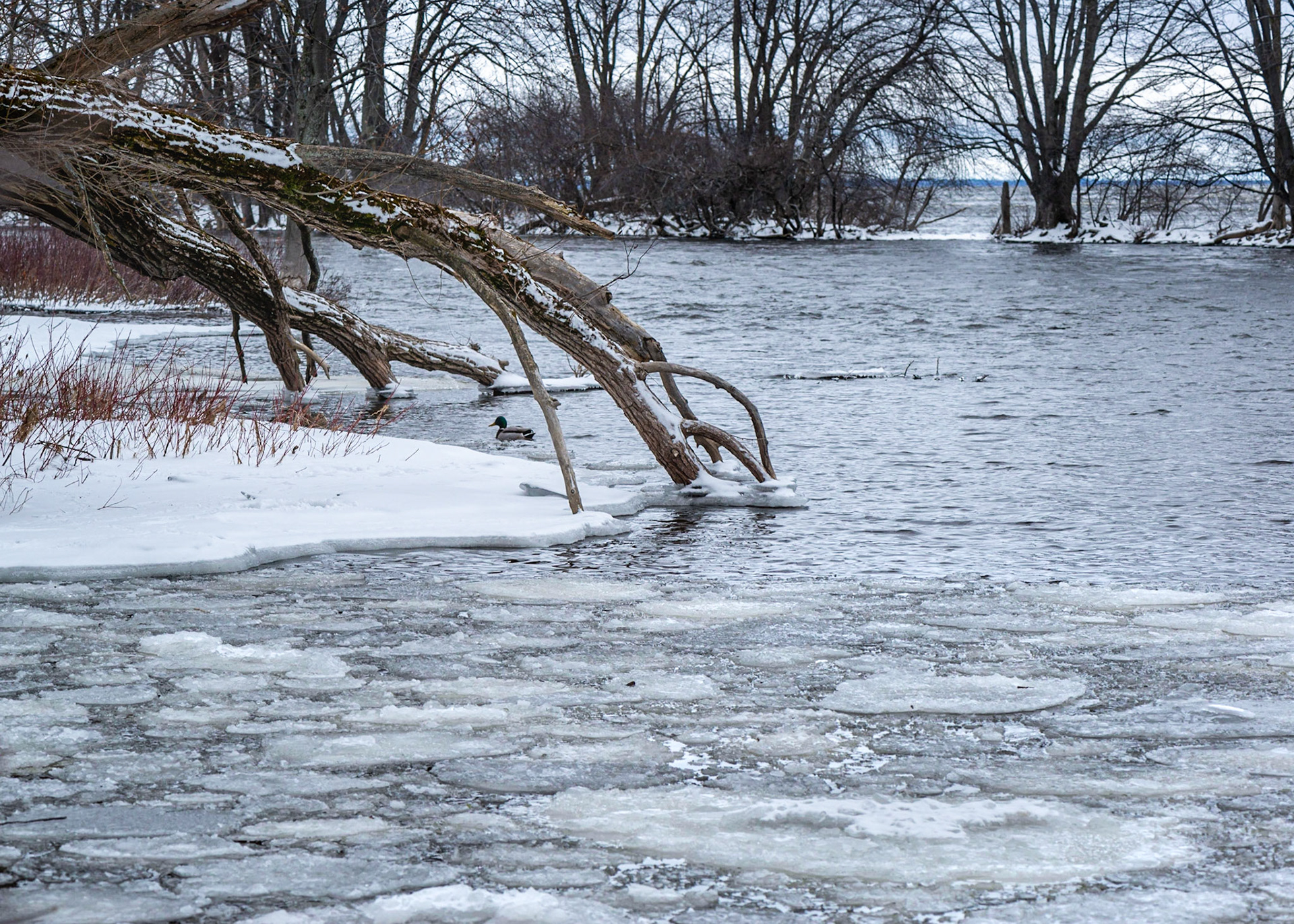 I waited for the duck to reach that position and be a natural focal point for the shot.