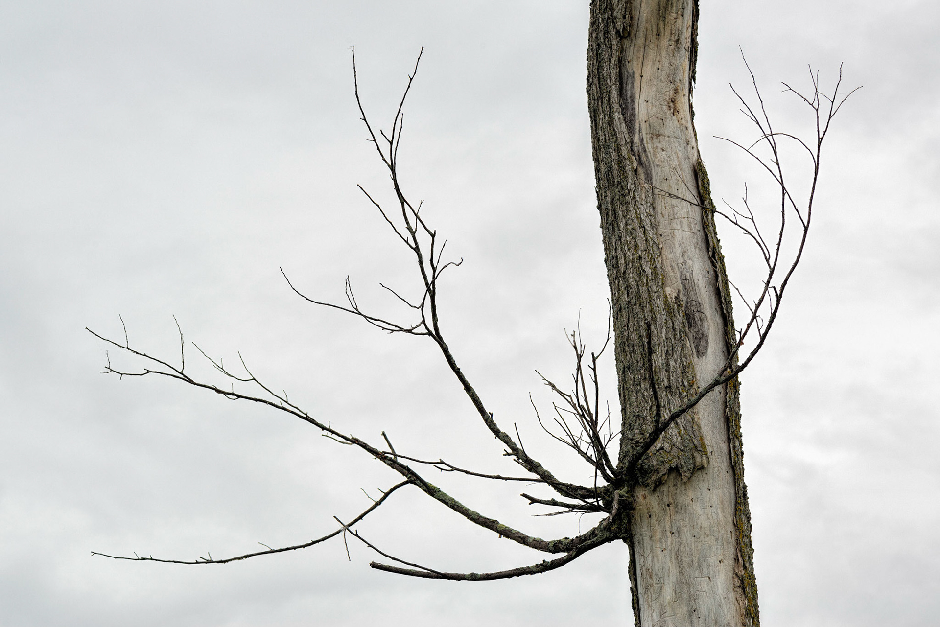 As soon as I saw this tree, I knew that it lent itself to a strong graphical composition. While there is a trace of colour, it is almost black and white.