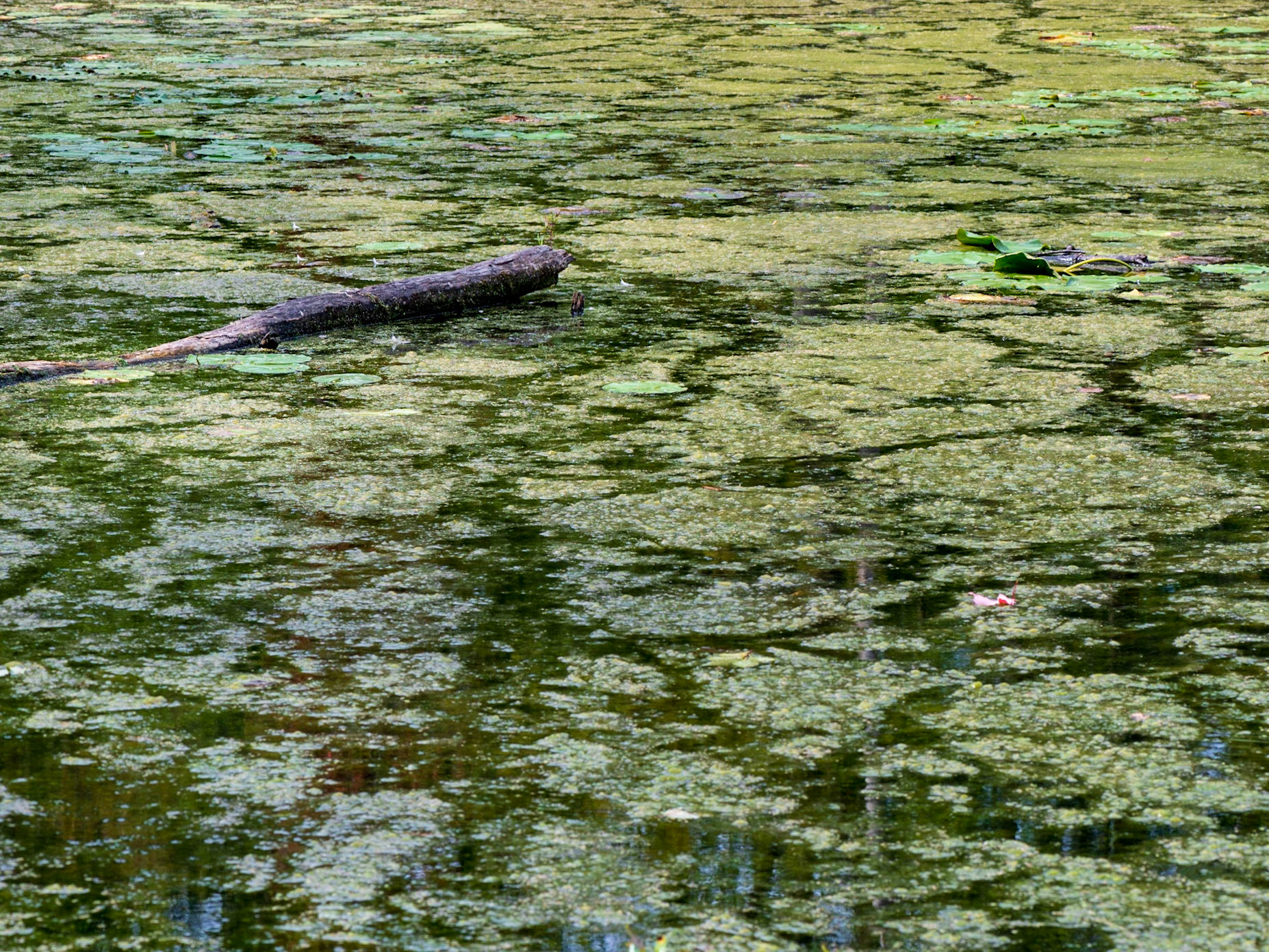 While there is a lot of texture in this shot, it is fundamentally very simple, with an obvious subject surrounded by considerable negative space.
