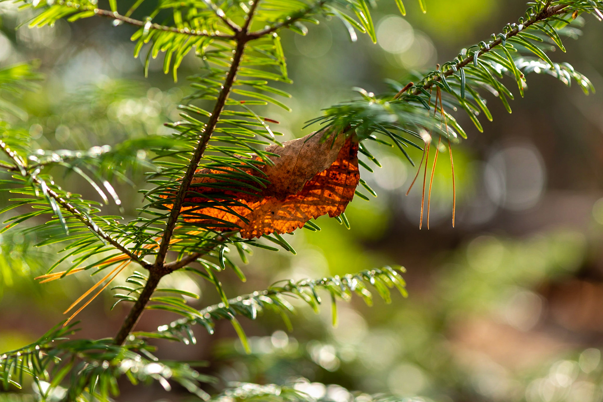 Site 1. I'm always drawn to backlight and colour contrasts.