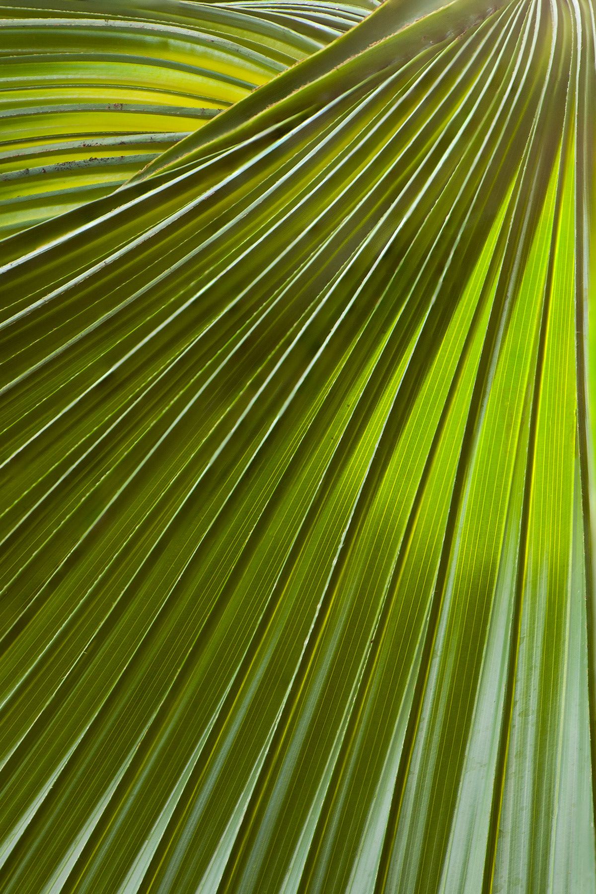 Carleton University Greenhouse, Ottawa, Ontario; RA Photo Club Outing; January 2012