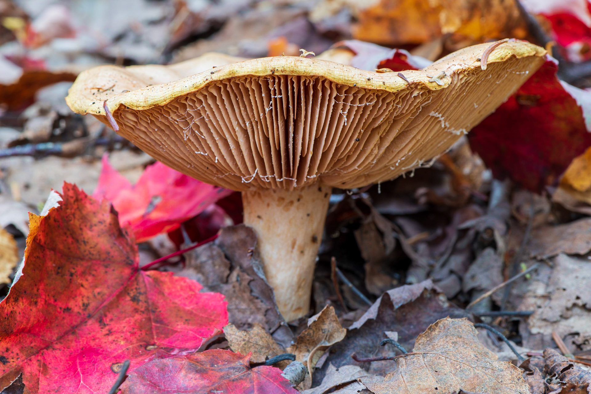 I invariably end up on my knees during nature outings and that’s how this shot was taken. I wanted to emphasize the ribbing structure on the mushroom, and the red leaves along the diagonal also helps to add some punch.