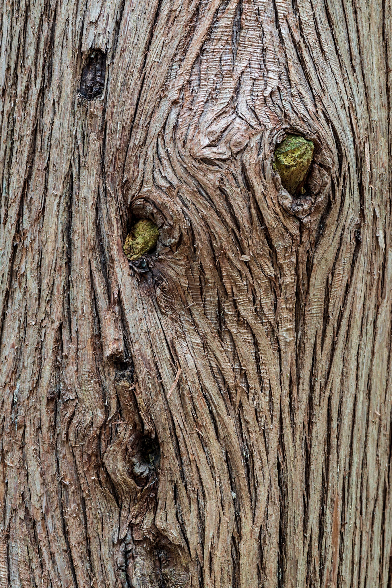 Bark is a favourite subject of mine. I love the texture and flowing lines, punctuated with knots, and in this case touches of green.