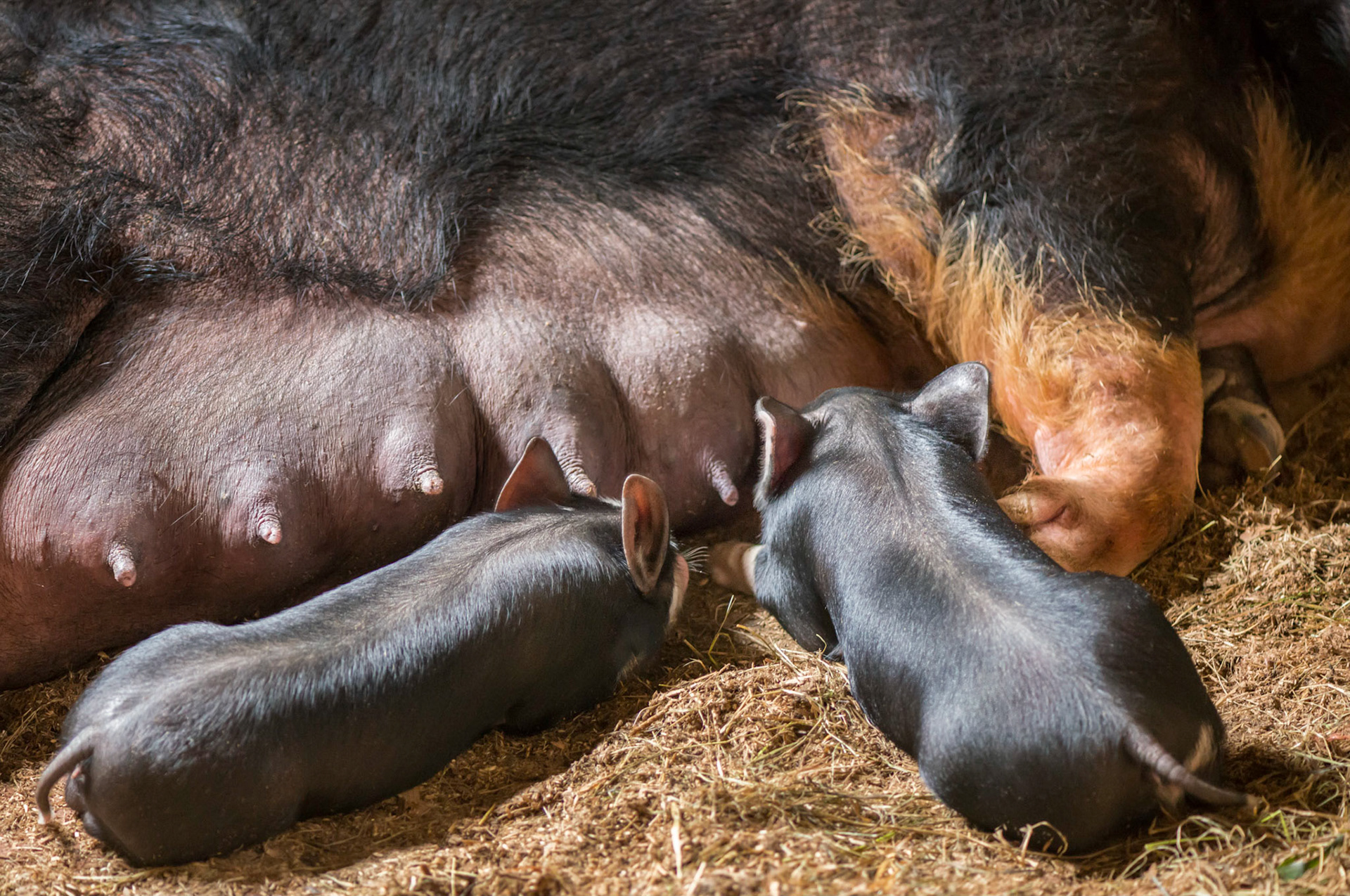 The sow at Upper Canada Village's Ross Farm had recently given birth, and this shot was framed to evoke the feelings of tenderness of the mother with her offspring.
