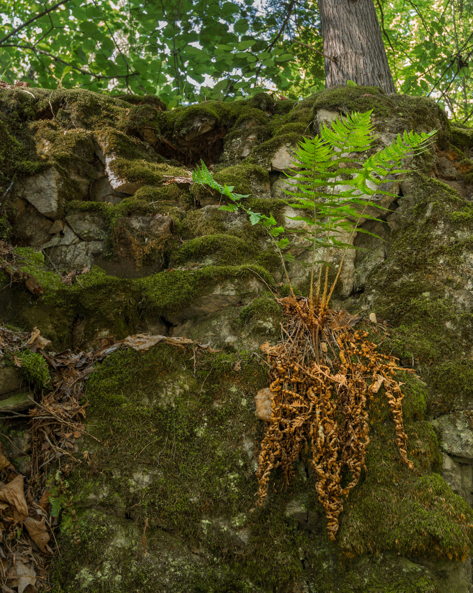 A rock wall borders parts of the causeway, and this is one of several ferns that struggle to live on the rock face.