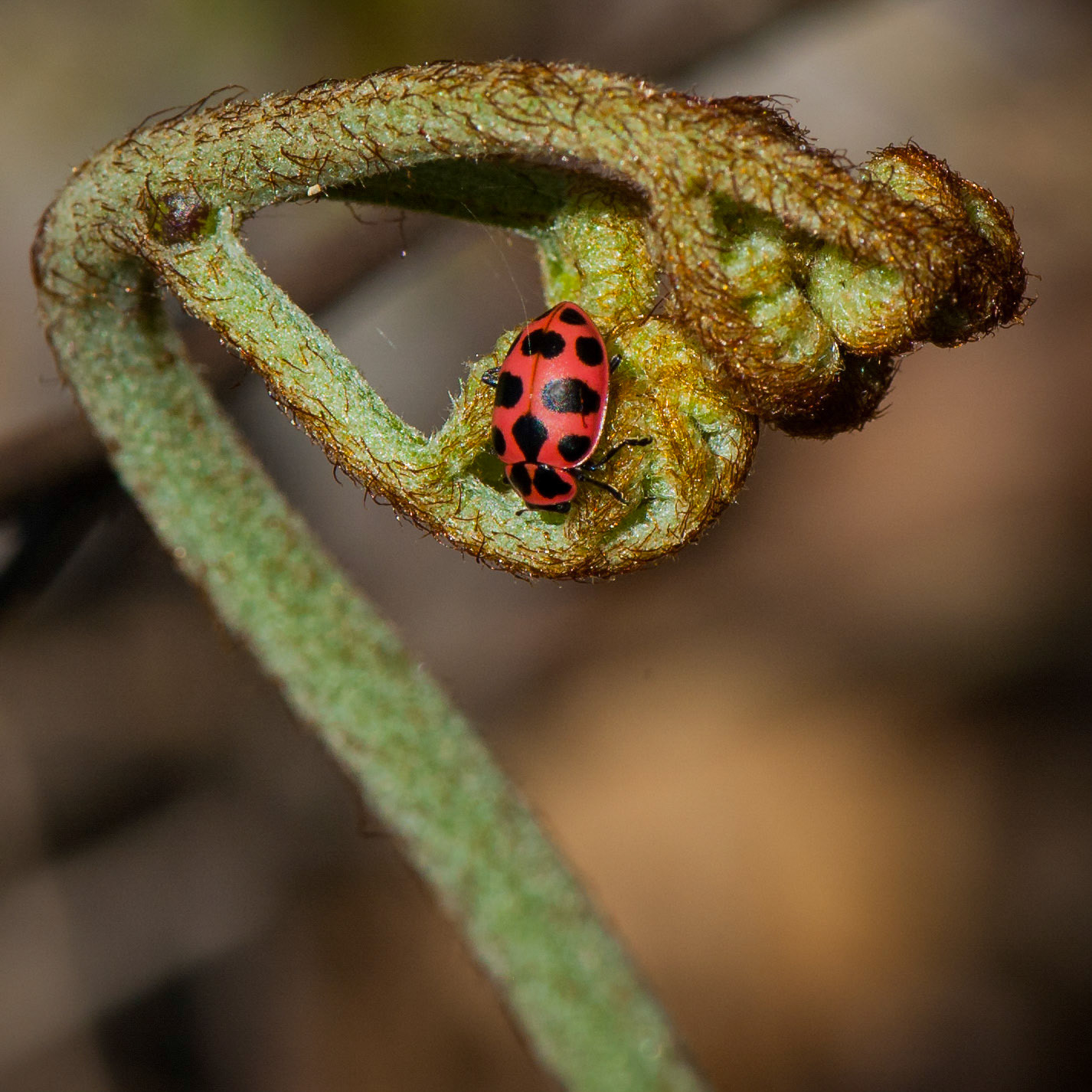 Mer Bleue Bog Trail, Ottawa, Ontario; RA Photo Club Outing; May 2012