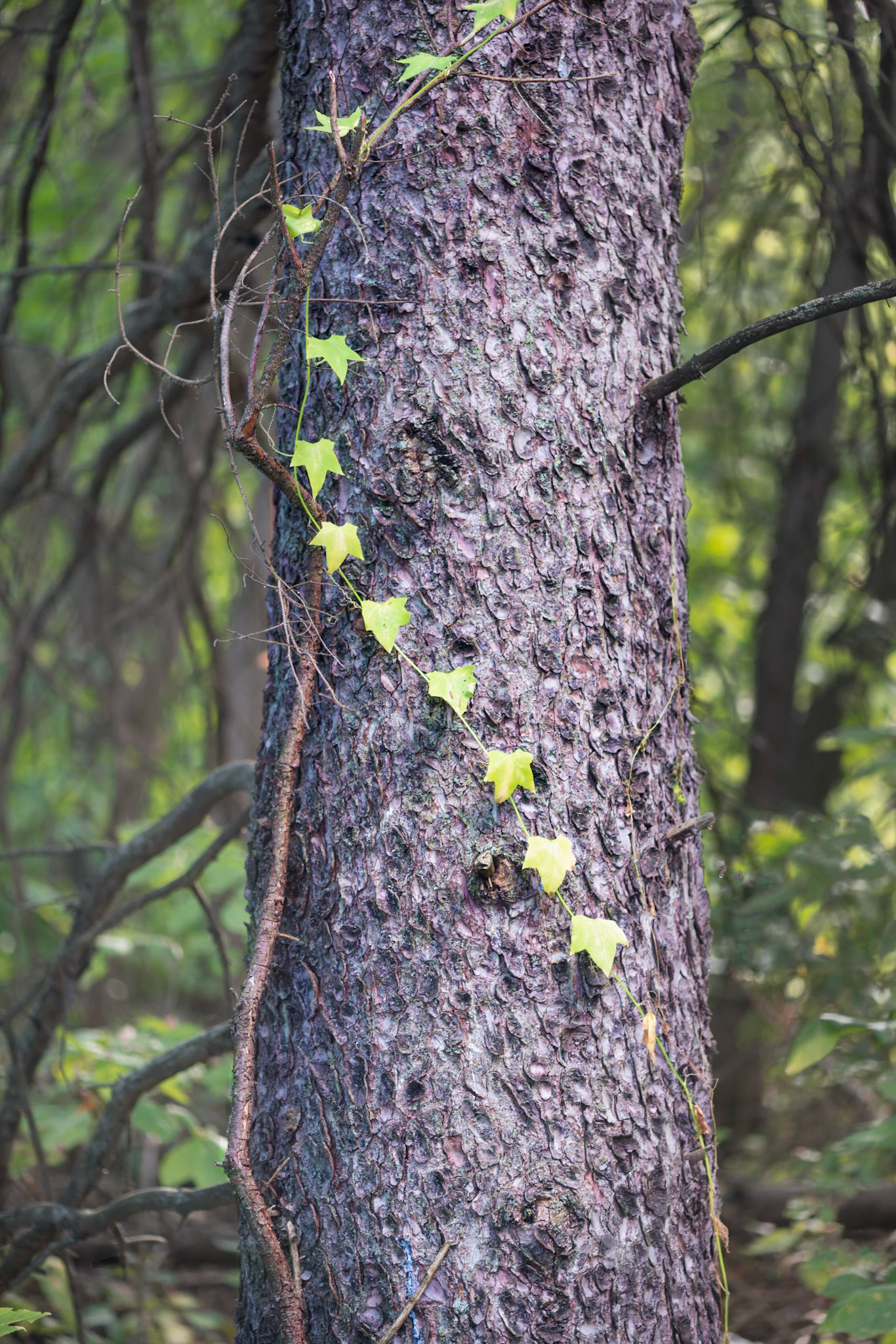 This creeper reminded me of a garland and seemed to decorate this tolerant tree.