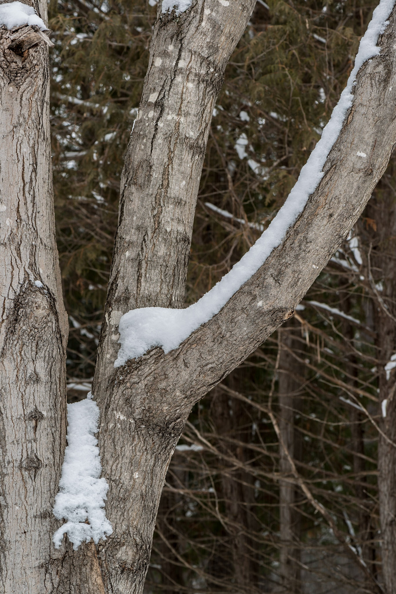 Trees are facinating subjects. Here I'm looking at the shape of the rising branch accented with new fallen snow.