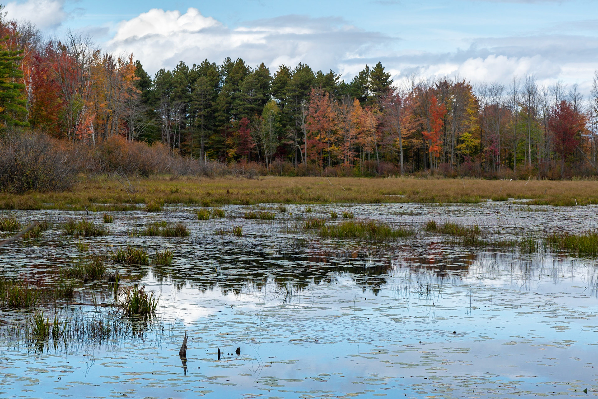 There is a Ducks Unlimited protected pond in the forest. As I walked past, I noticed the beautiful soft light and couldn't resist this shot.