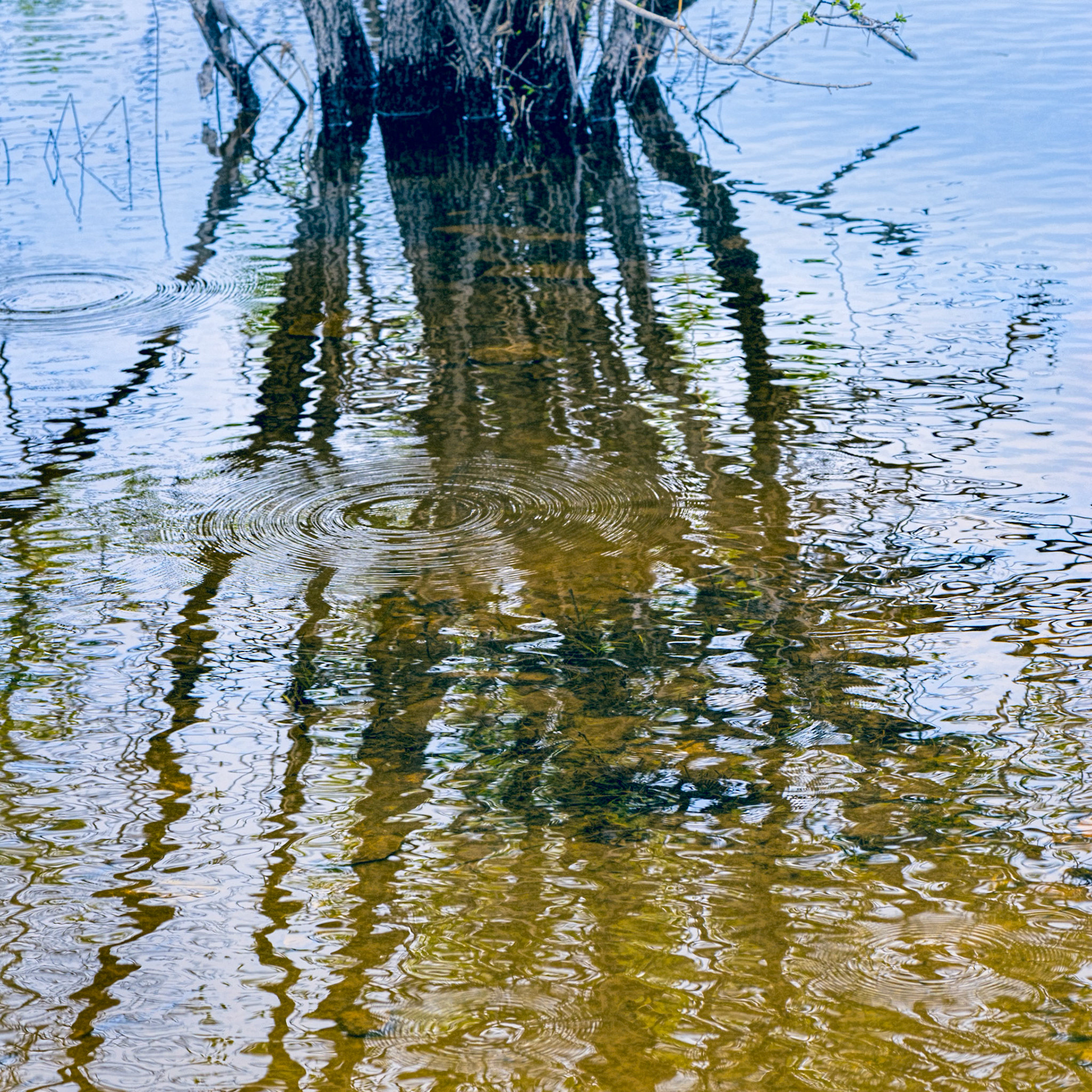 Water ripples are a favourite photographic subject because of their abstract quality. Here, I've also made use of the blue/gold colour contrast to add additional impact.