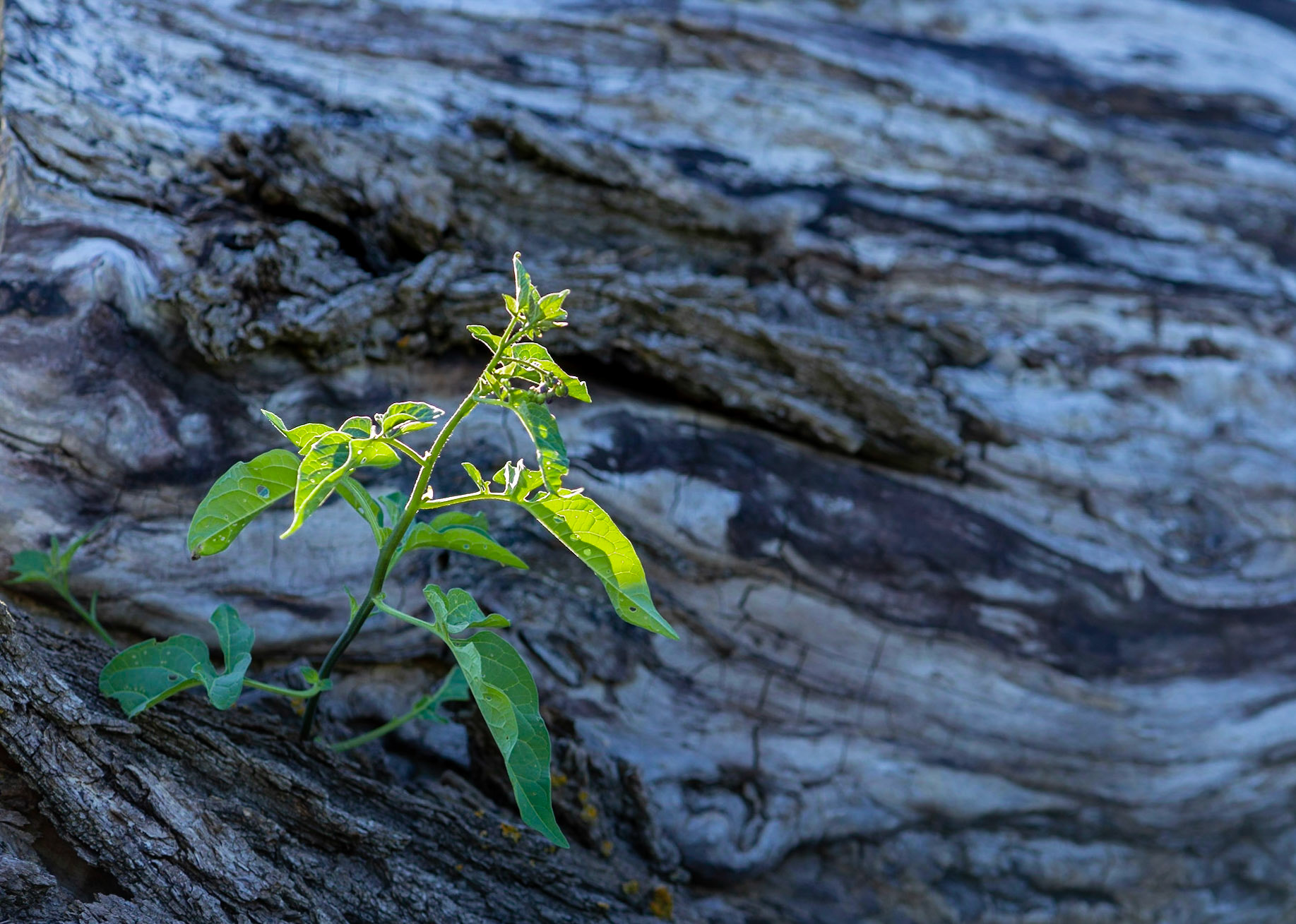 A backlit sprout contrasted with gnarled bark in the background. I enjoy the flow and character of the background as much as the light on the sprout.