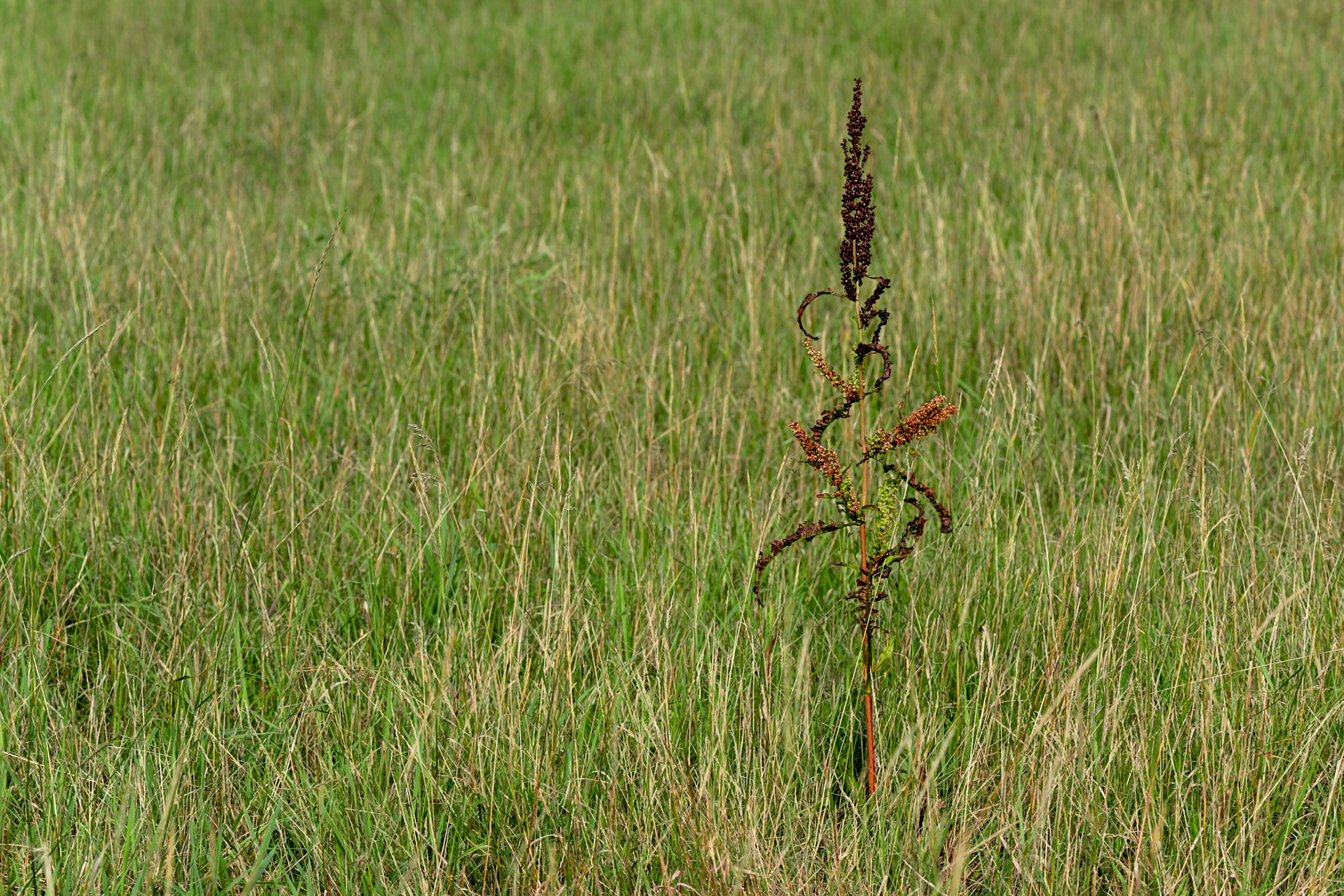 I found these plants growing in the grass along the Sir John A Macdonald Parkway. The parkway follows the river beside the recreational path that we were using.