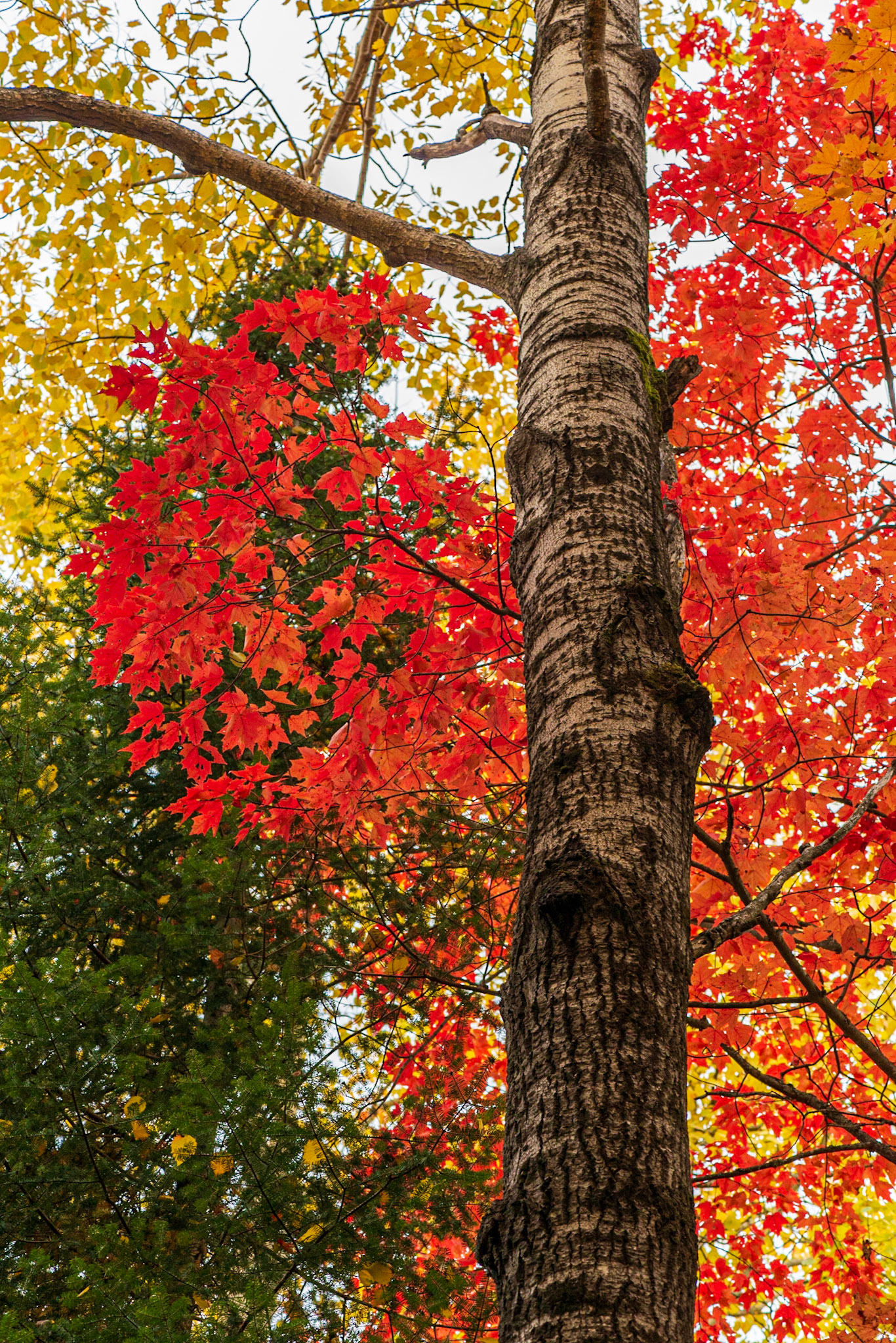 I took several shots of this tree trunk looking for the most pleasant and balanced composition. The trunk is the subject with the riot of colour serving as background.