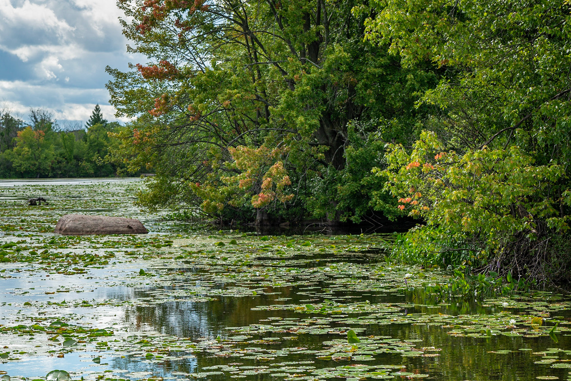 The shoreline at Mud Lake. The light was changing rapidly as clouds moved past the sun. I was looking for this shot, with a patch of light on the right.