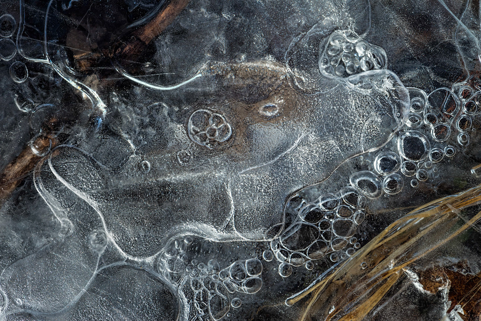 This shape in the ice looks like an animal of some sort.