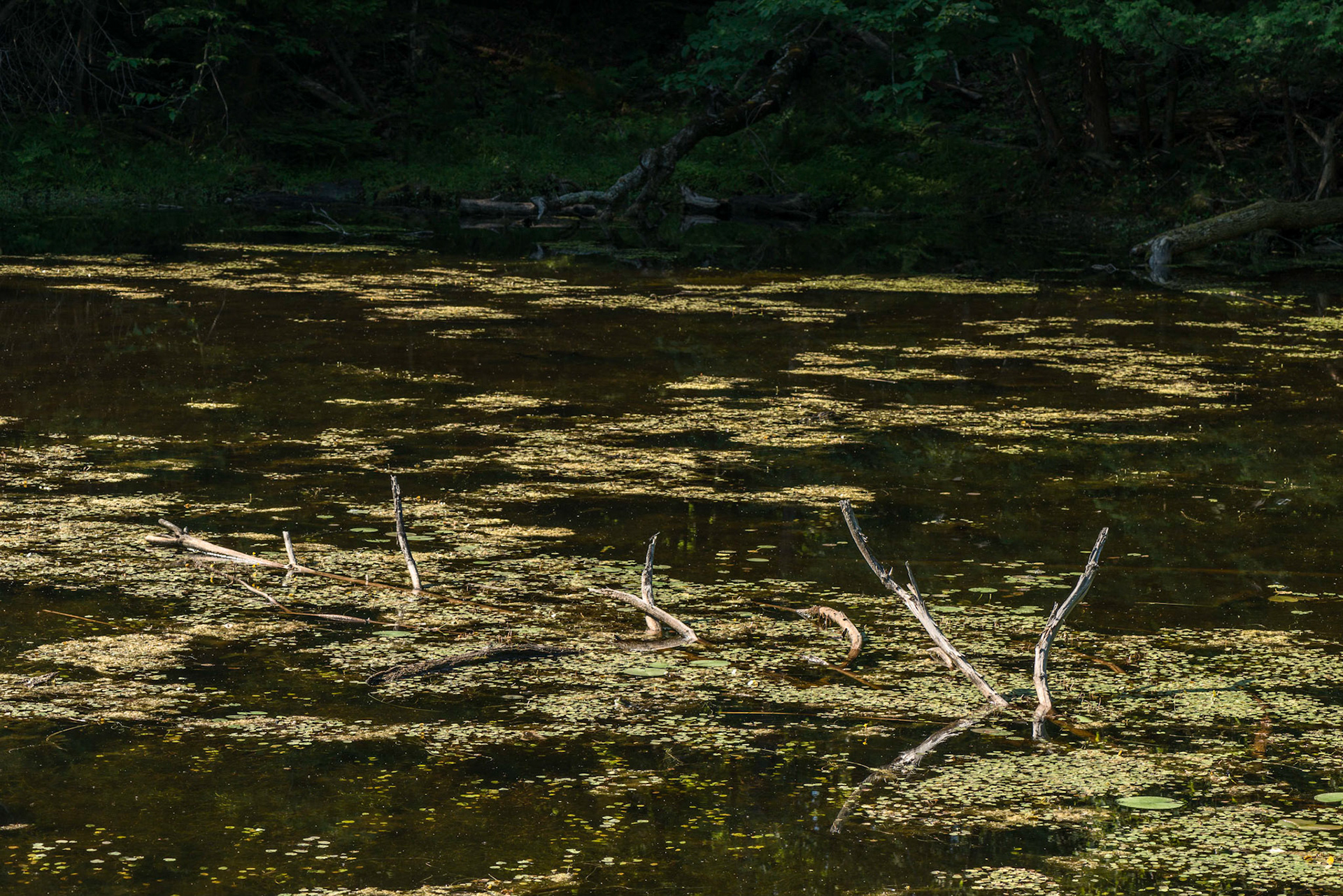 Morning light filtering through the trees beautifully lit this quiet pond filled with driftwood and the sound of frogs.