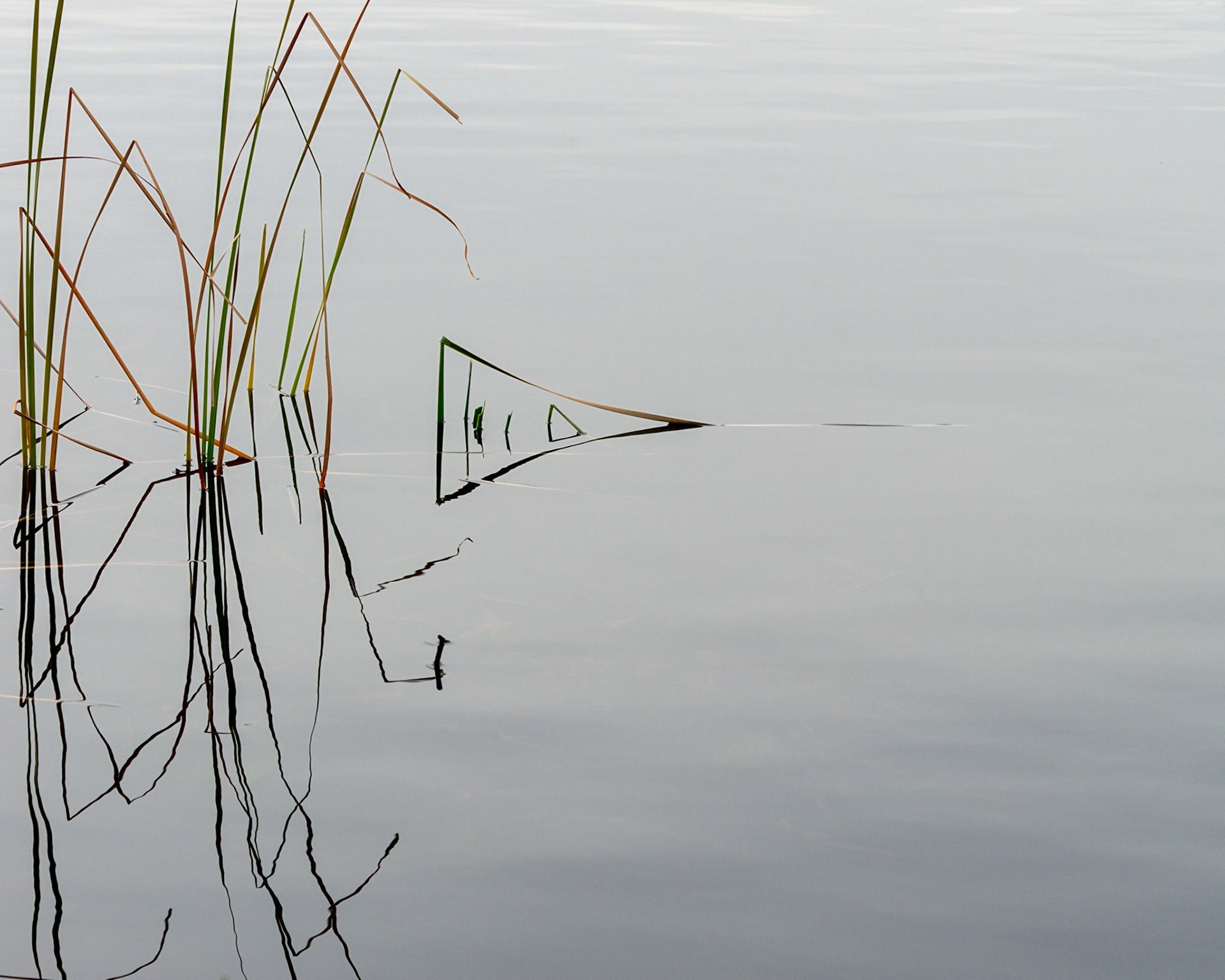 Interesting geometries often catch my eye. This is a reflection of course, but I also see a right-pointing triangle.
