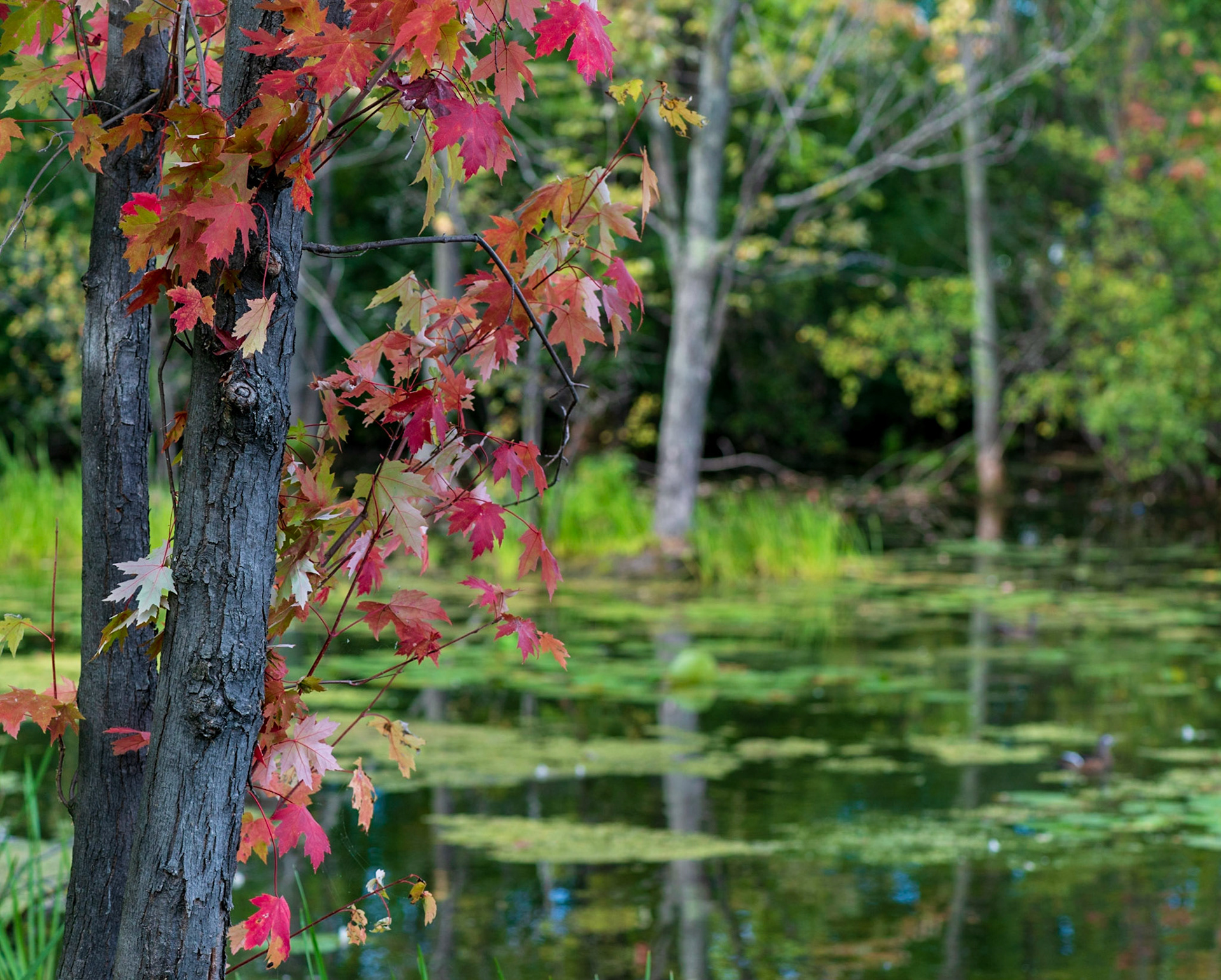 Composed with a wide aperture to blur the background, this shot would have been even better had the background trees been less visible.