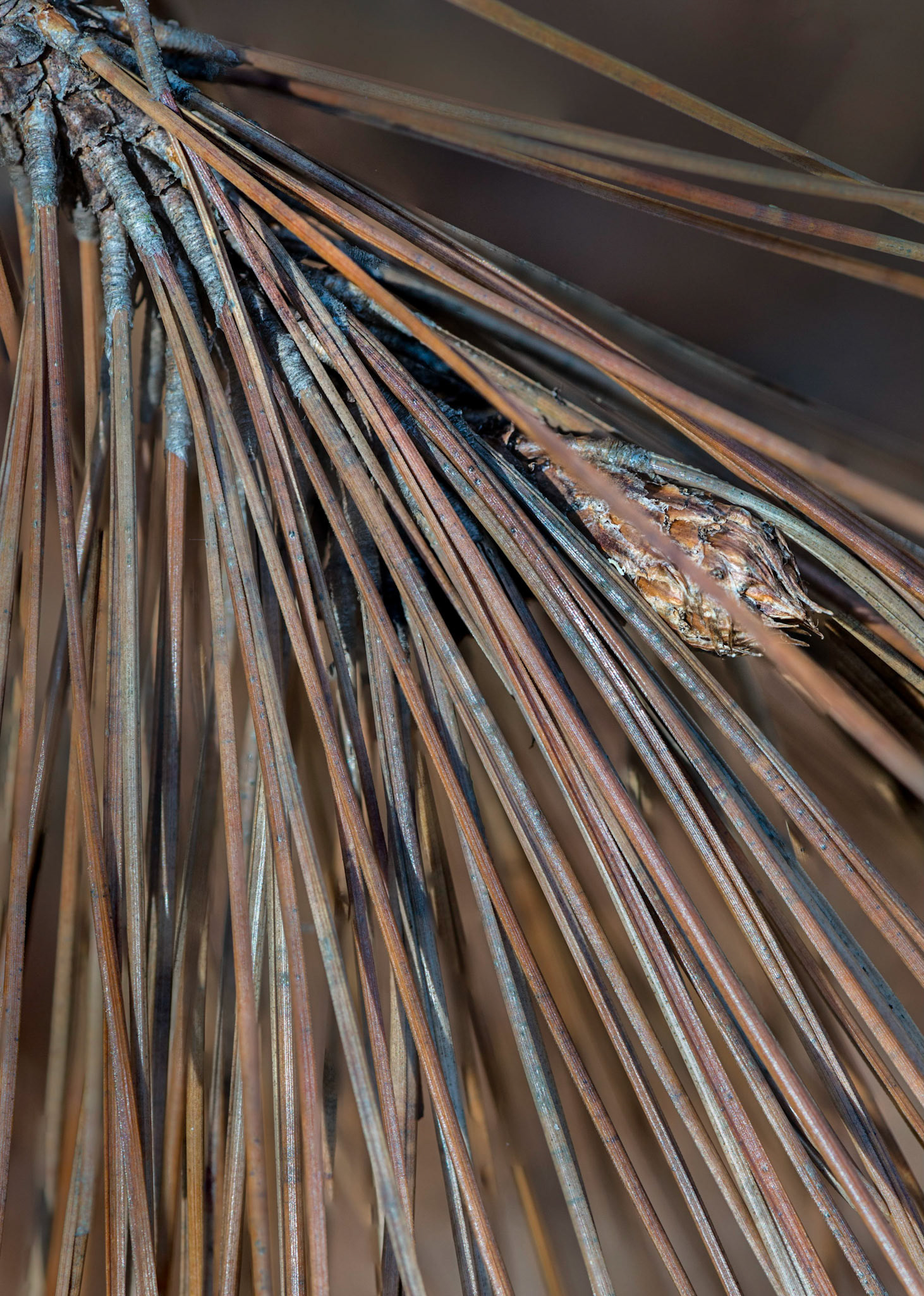 I'm not sure whether this is a bud or not, but it provides a point of interest within the sweep of the pine needles.