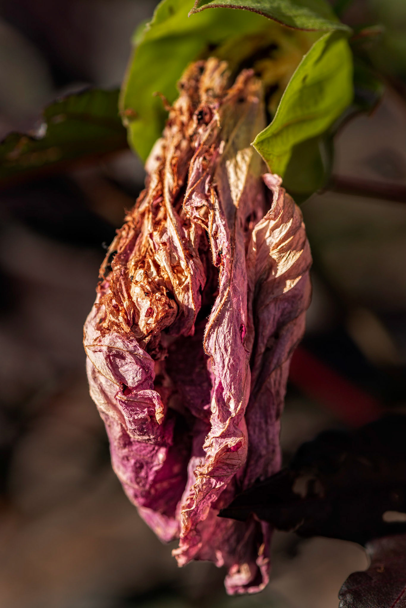 Portrait of a dead flower. I wanted to see what I could do with this unlikely subject.