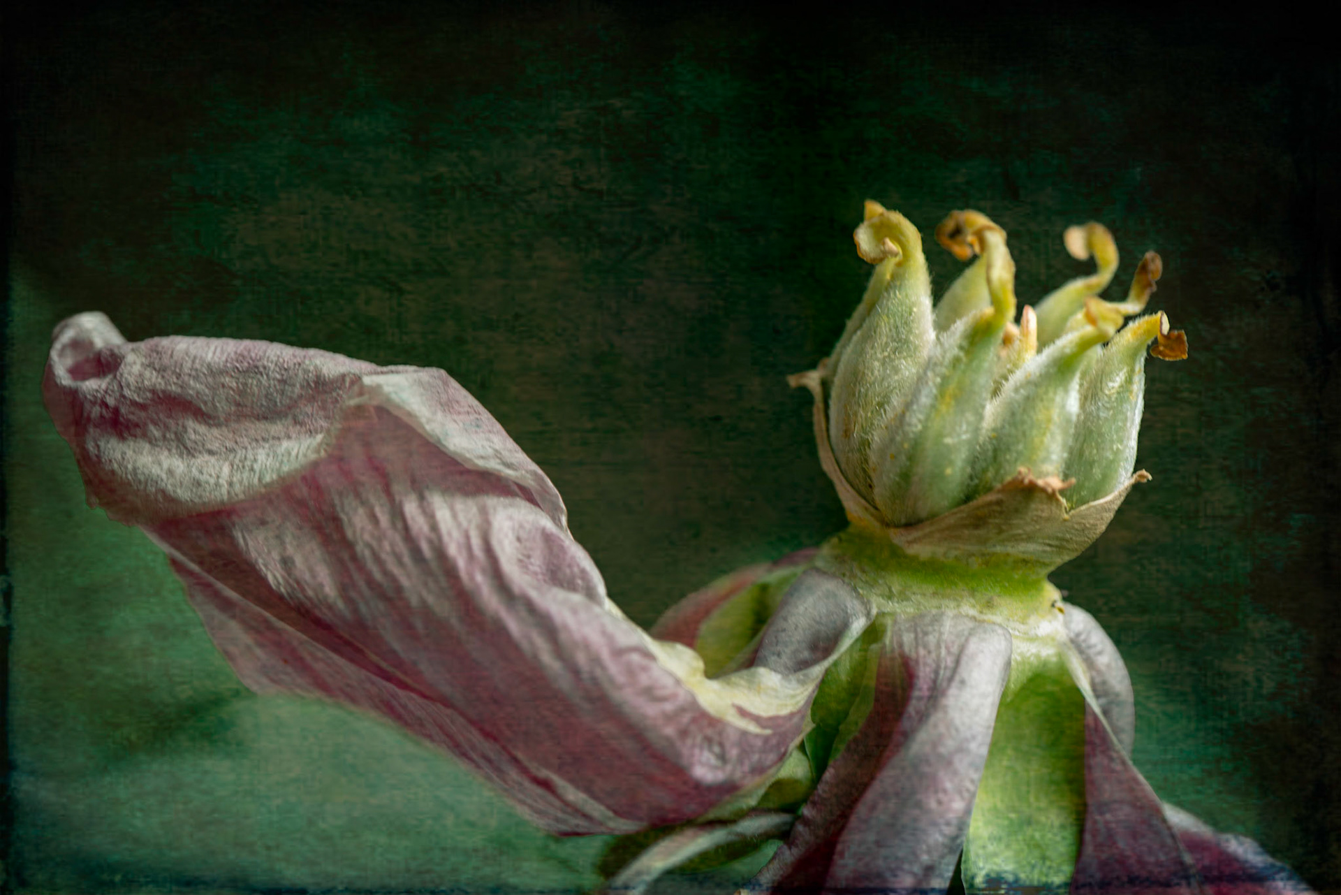 A tree peony bloom dead in this world. Given new life in the photographic realm through a liberal application of textures.