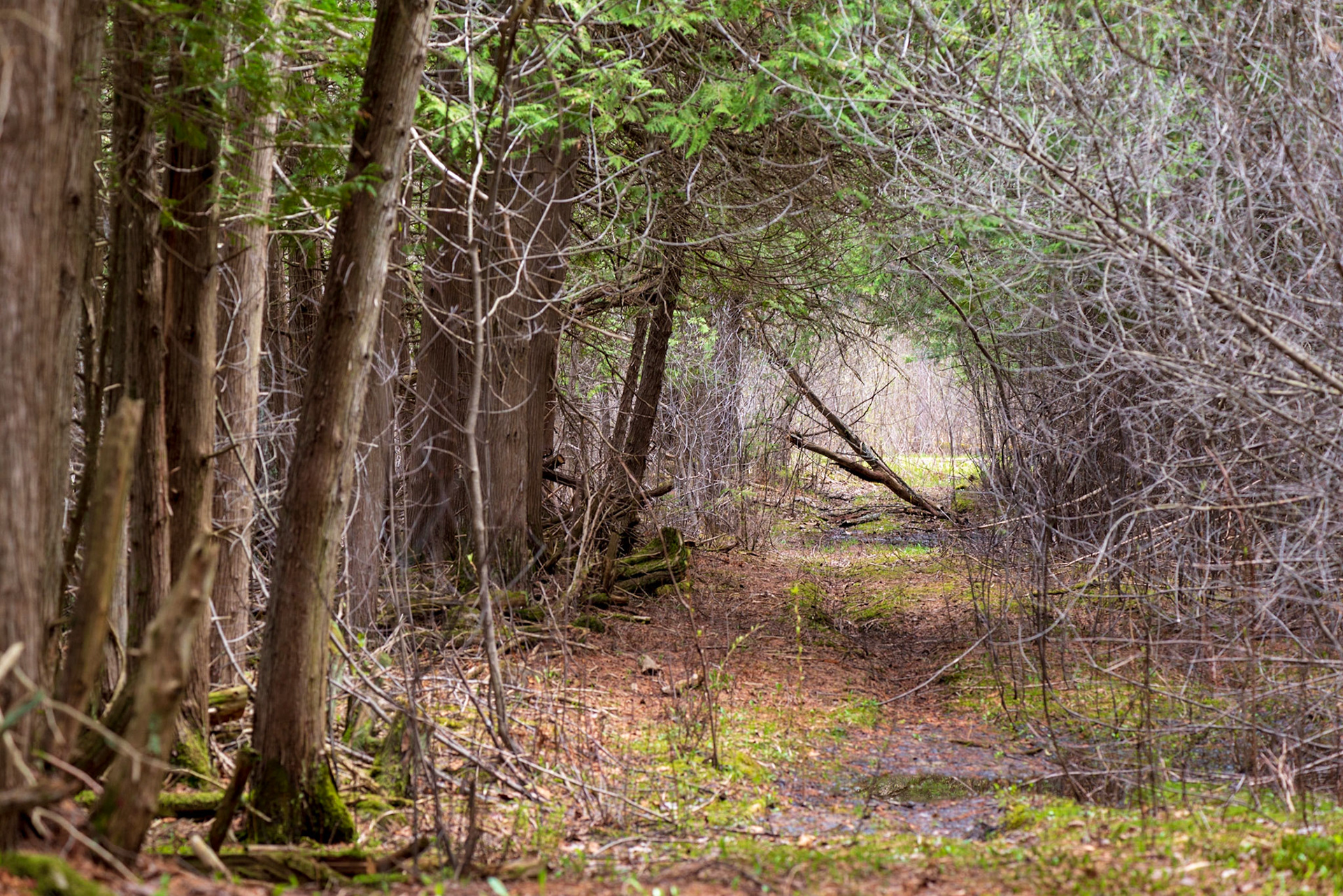 This shot of a path in the forest captures the quiet serenity of the day. The overhanging trees seem to form a tunnel, through which we see our destination illuminated.
