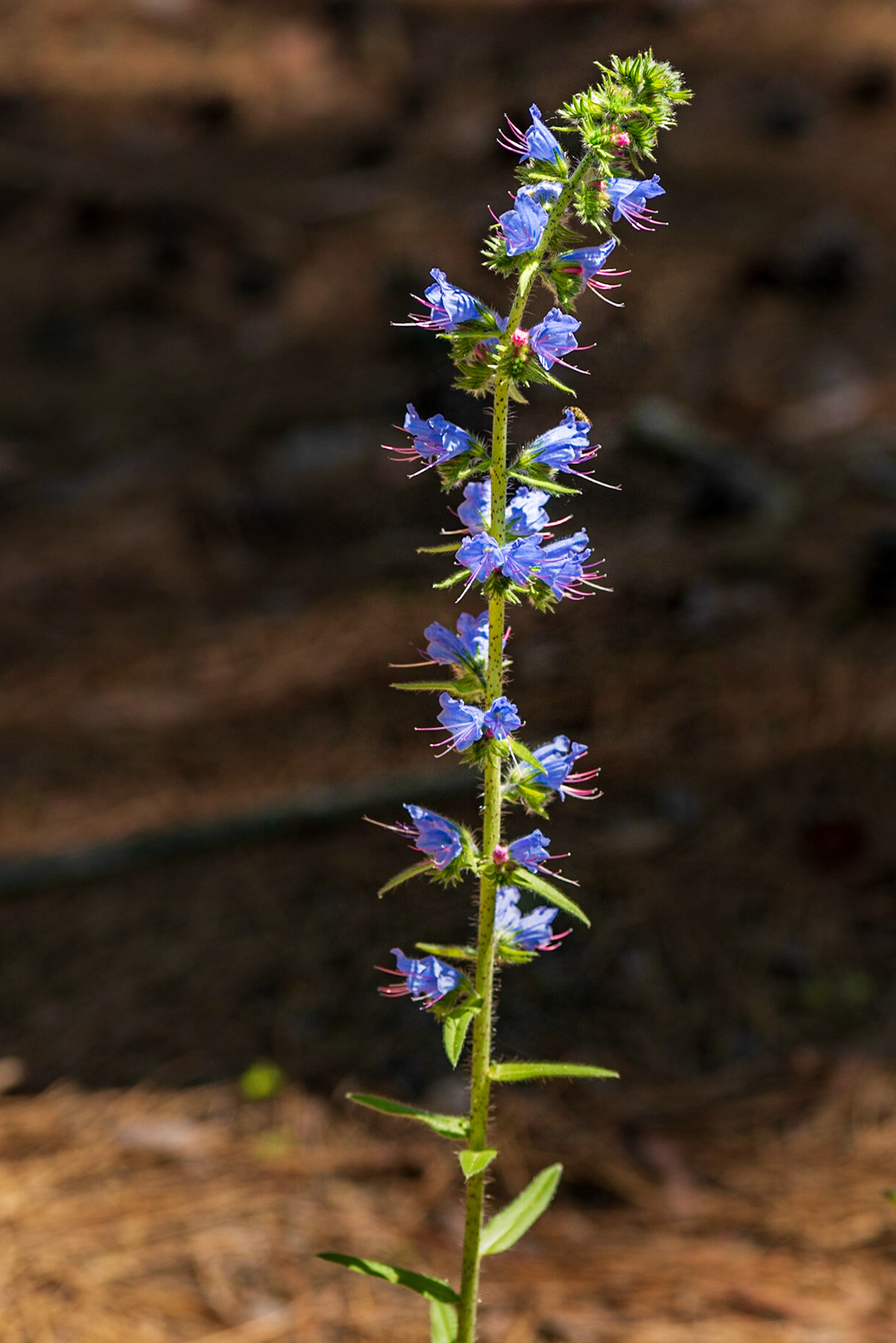 Due to the breeze, I needed several tries to capture a sharp photograph of this plant, that is nicely lit and framed with a dark background.