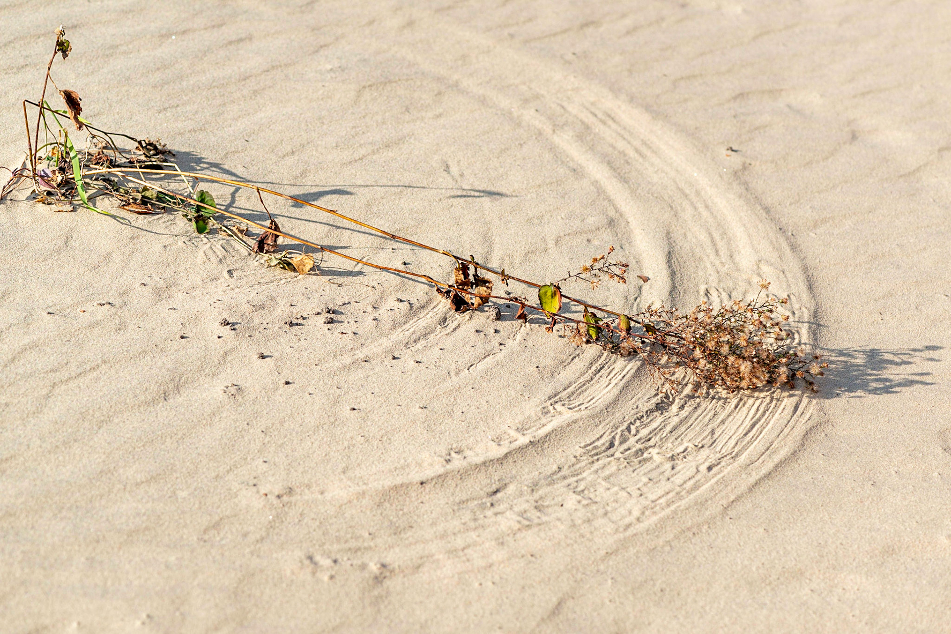 Site 1. Nature's paintbrush, powered by the wind.