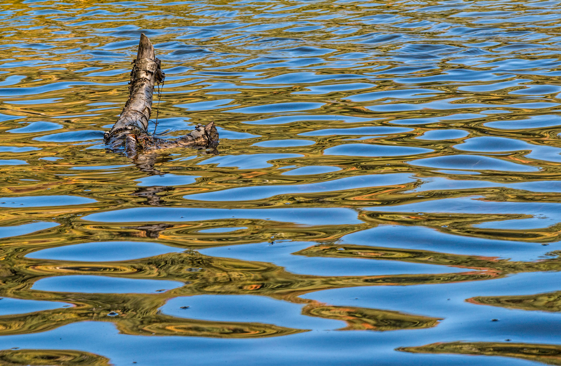 Reflections are wonderful. I included the branch to provide some context in what is otherwise an abstract.